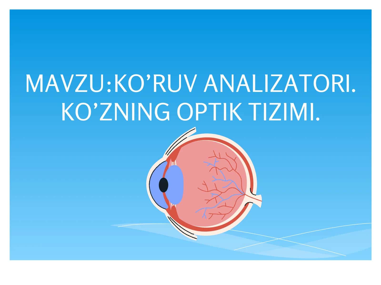Ko‘ruv analizatori. Ko‘zning optik tizimi.