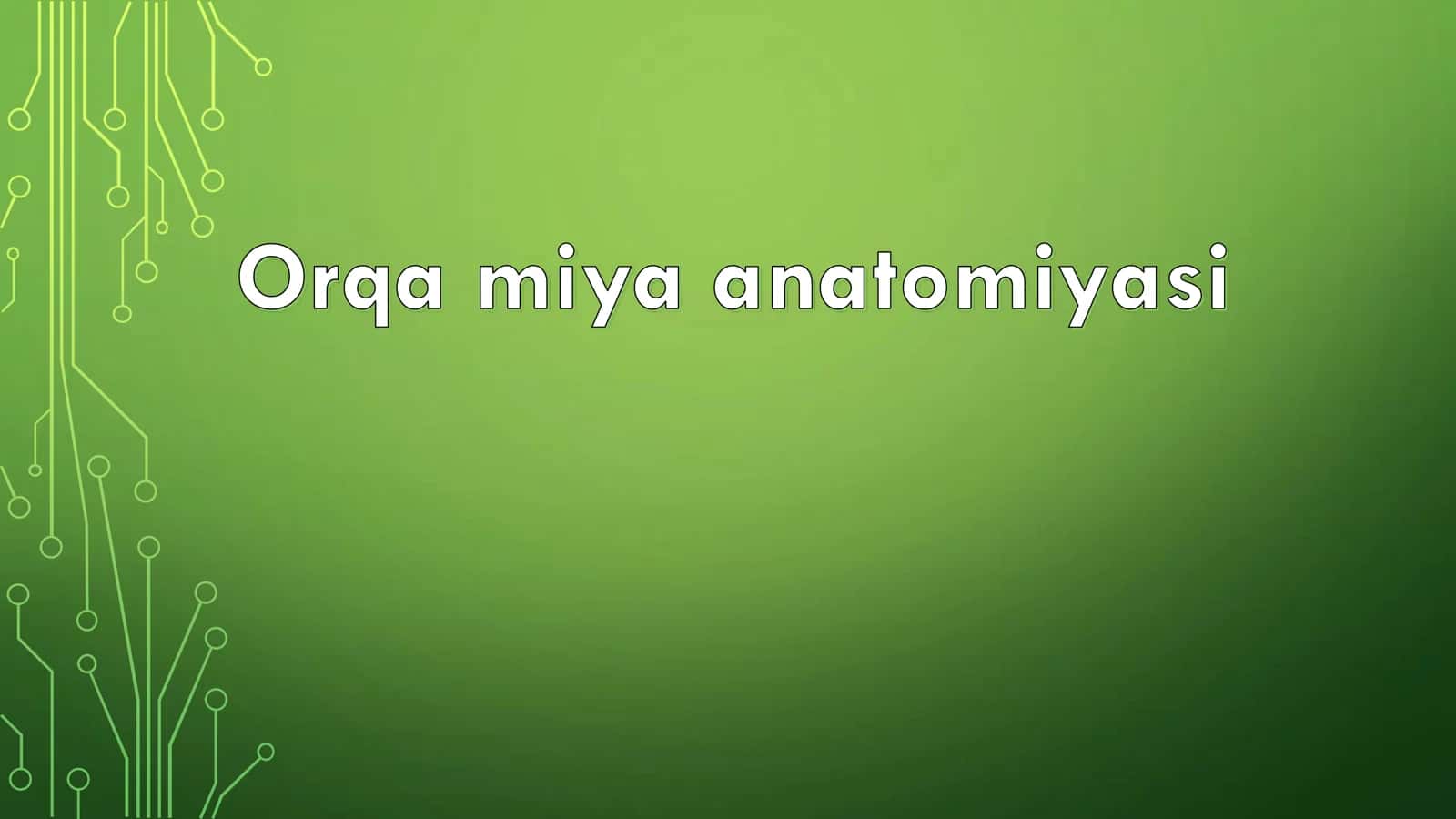 Orqa miya anatomiyasi