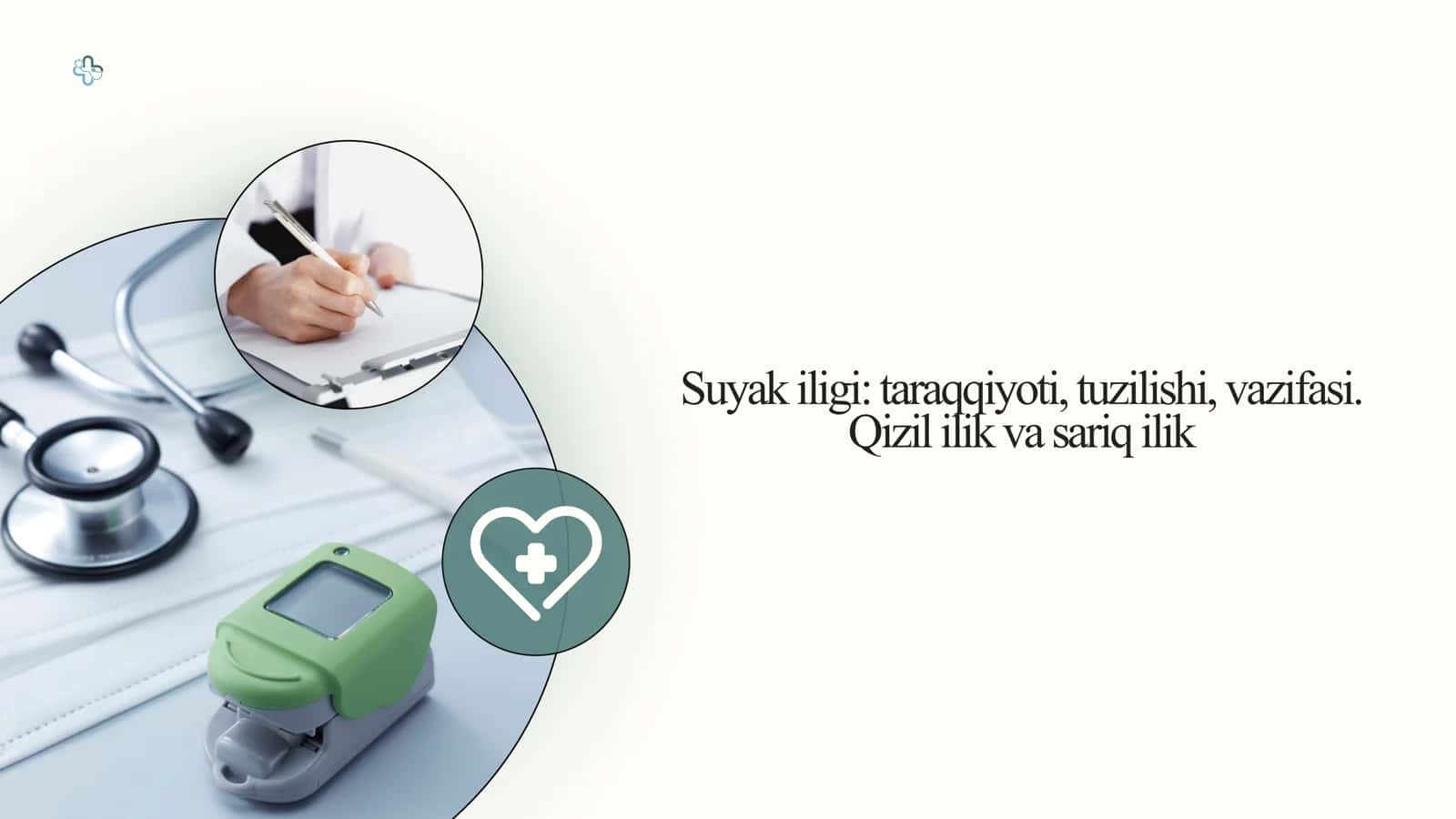 Suyak iligi: taraqqiyoti, tuzilishi, vazifasi