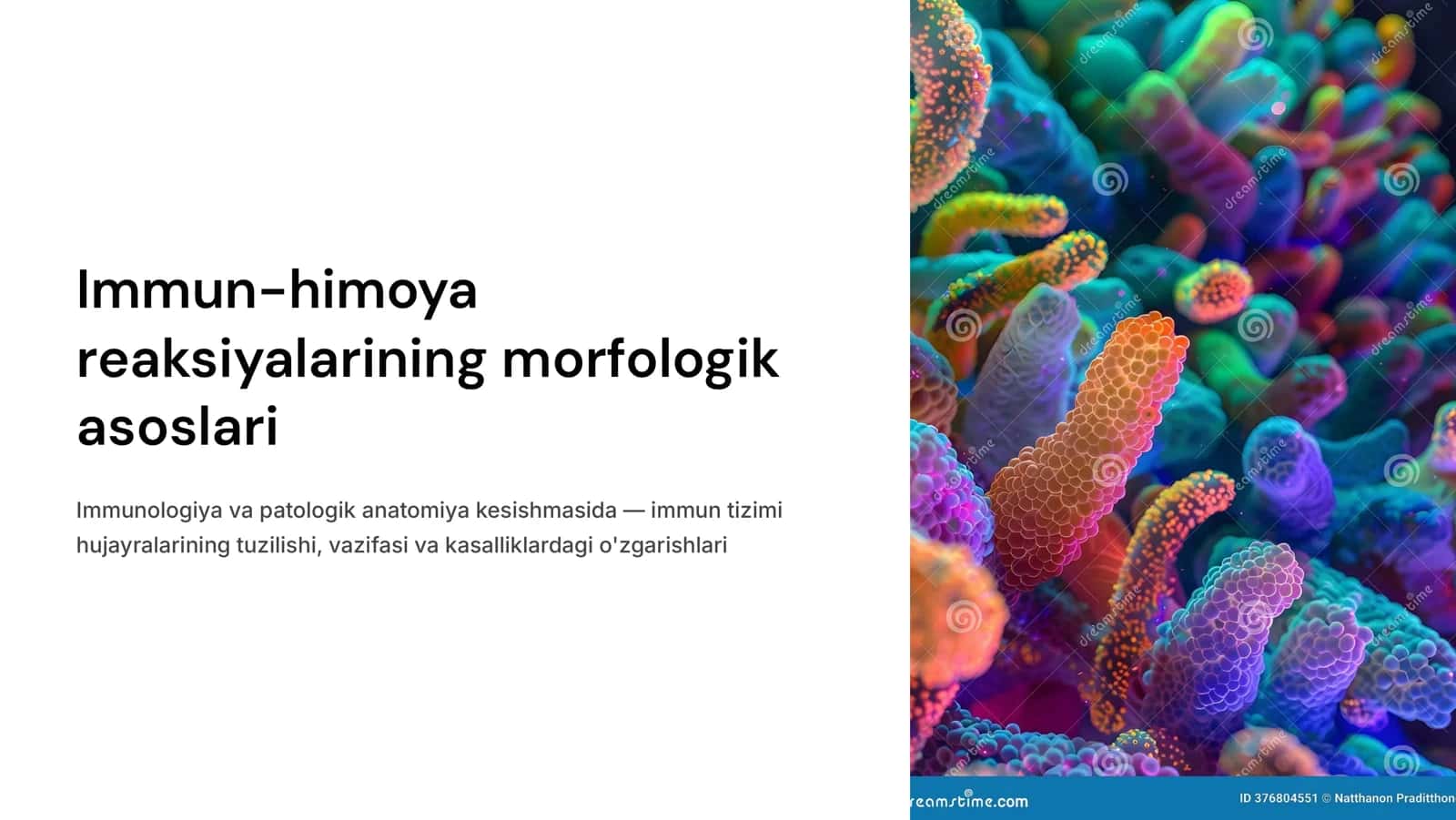 Immun-himoya rеaktsiyalarining morfologik asoslari.
