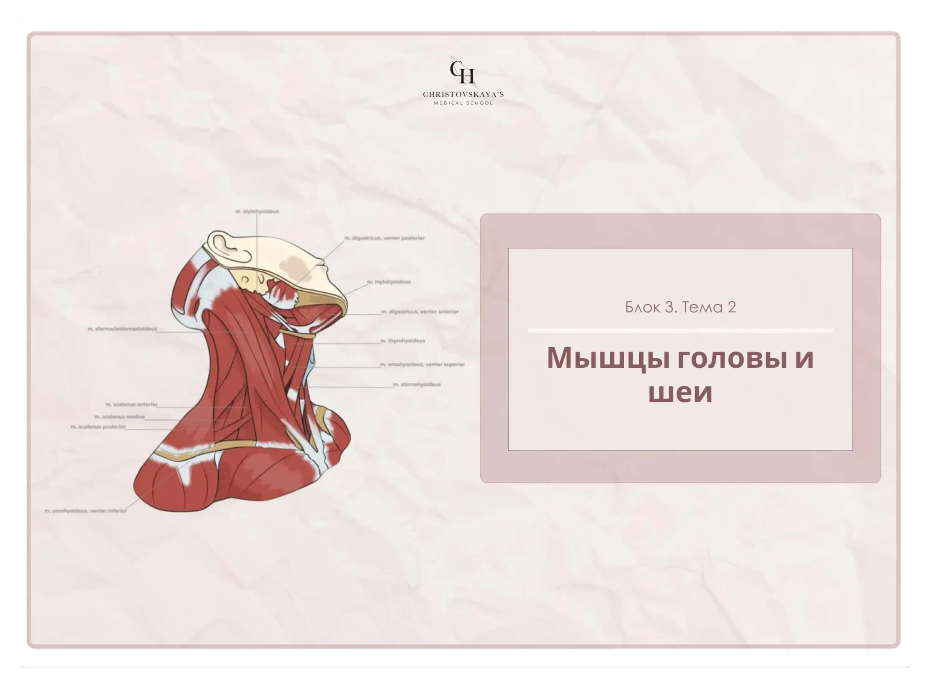 Мышцы головы и шей
