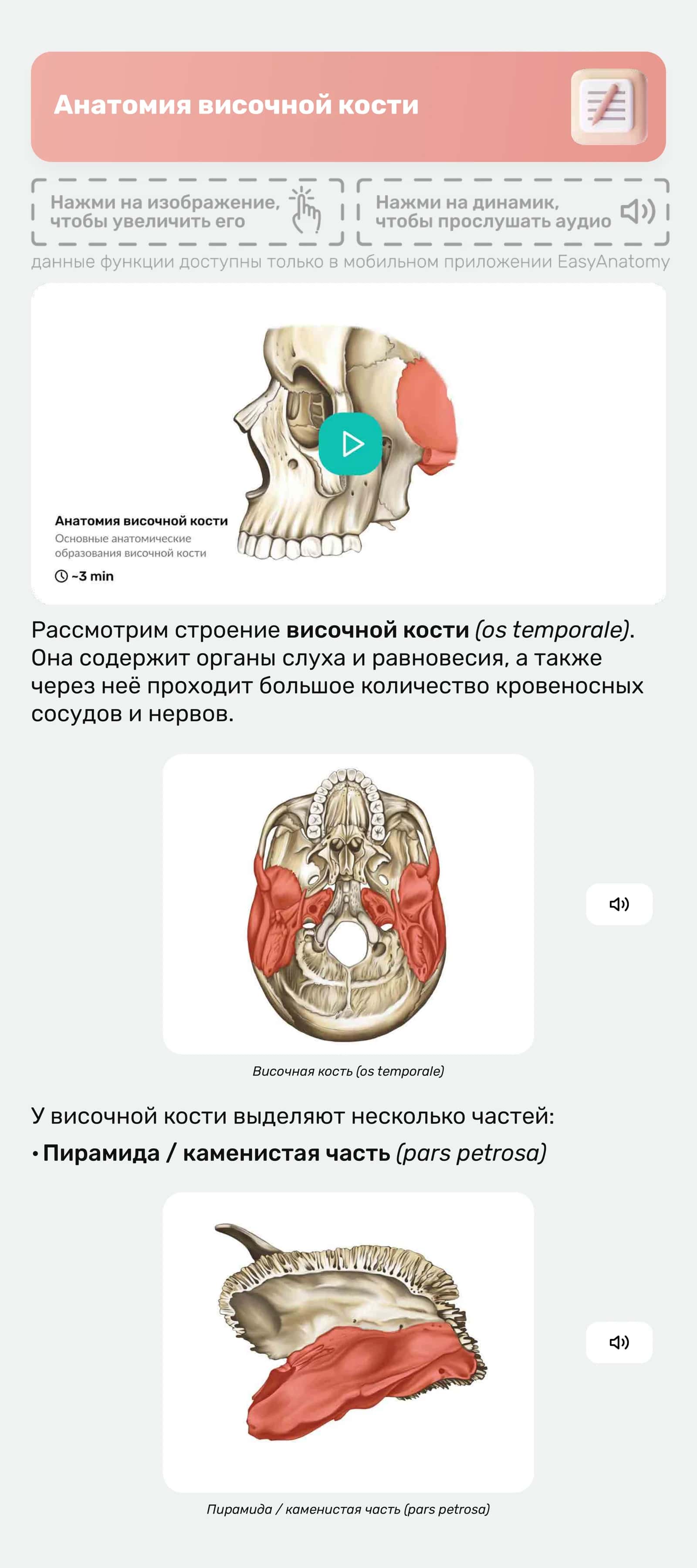 Анатомия височной кости