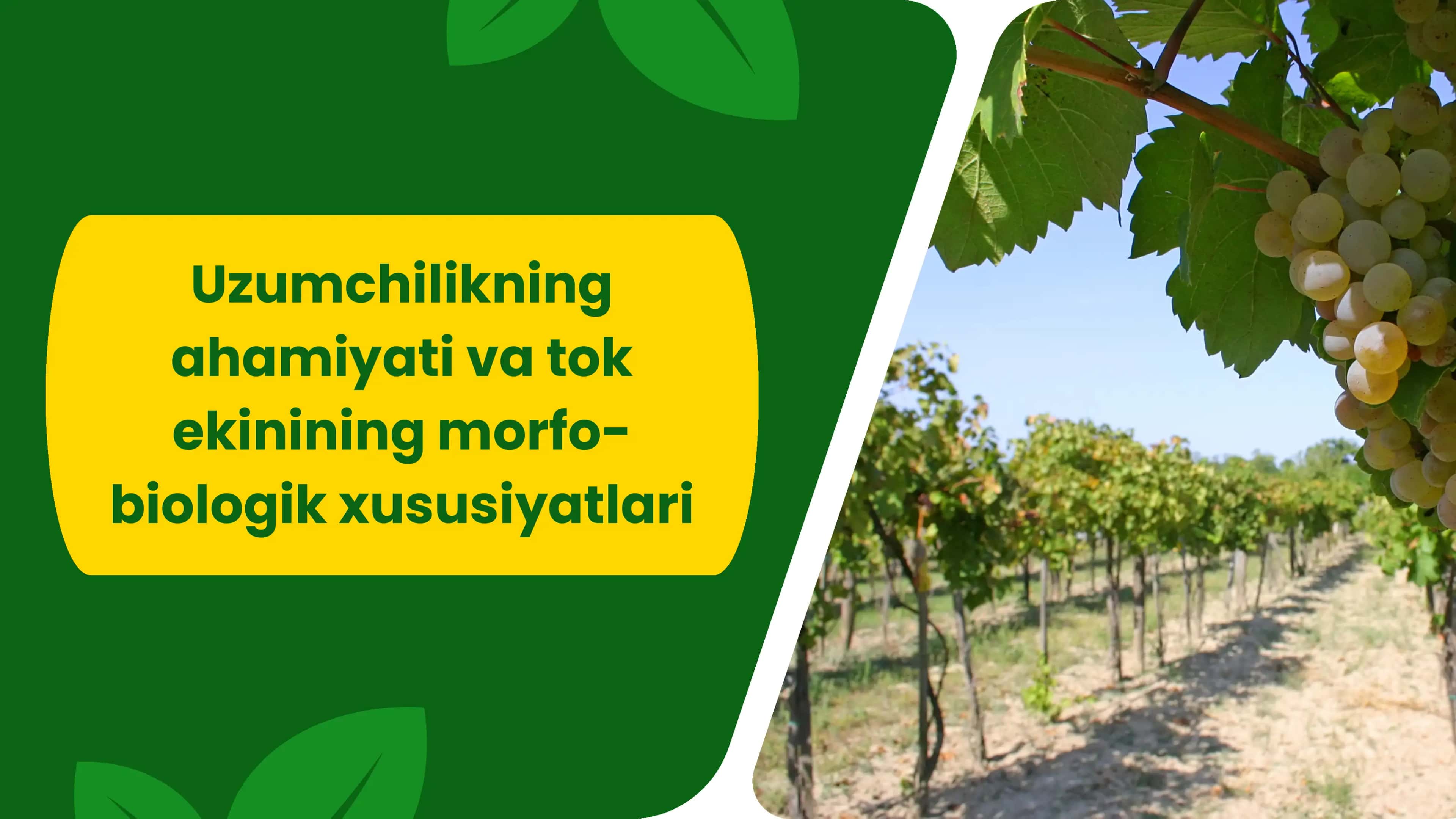 Uzumchilikning ahamiyati va tok ekinining morfobiologik xususiyatlari
