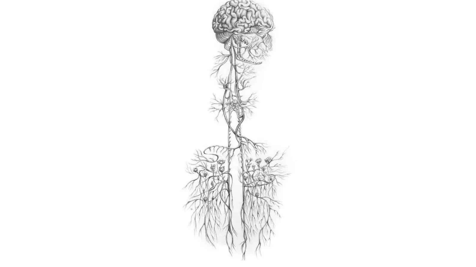 Nervus Vagus anatomiyasi