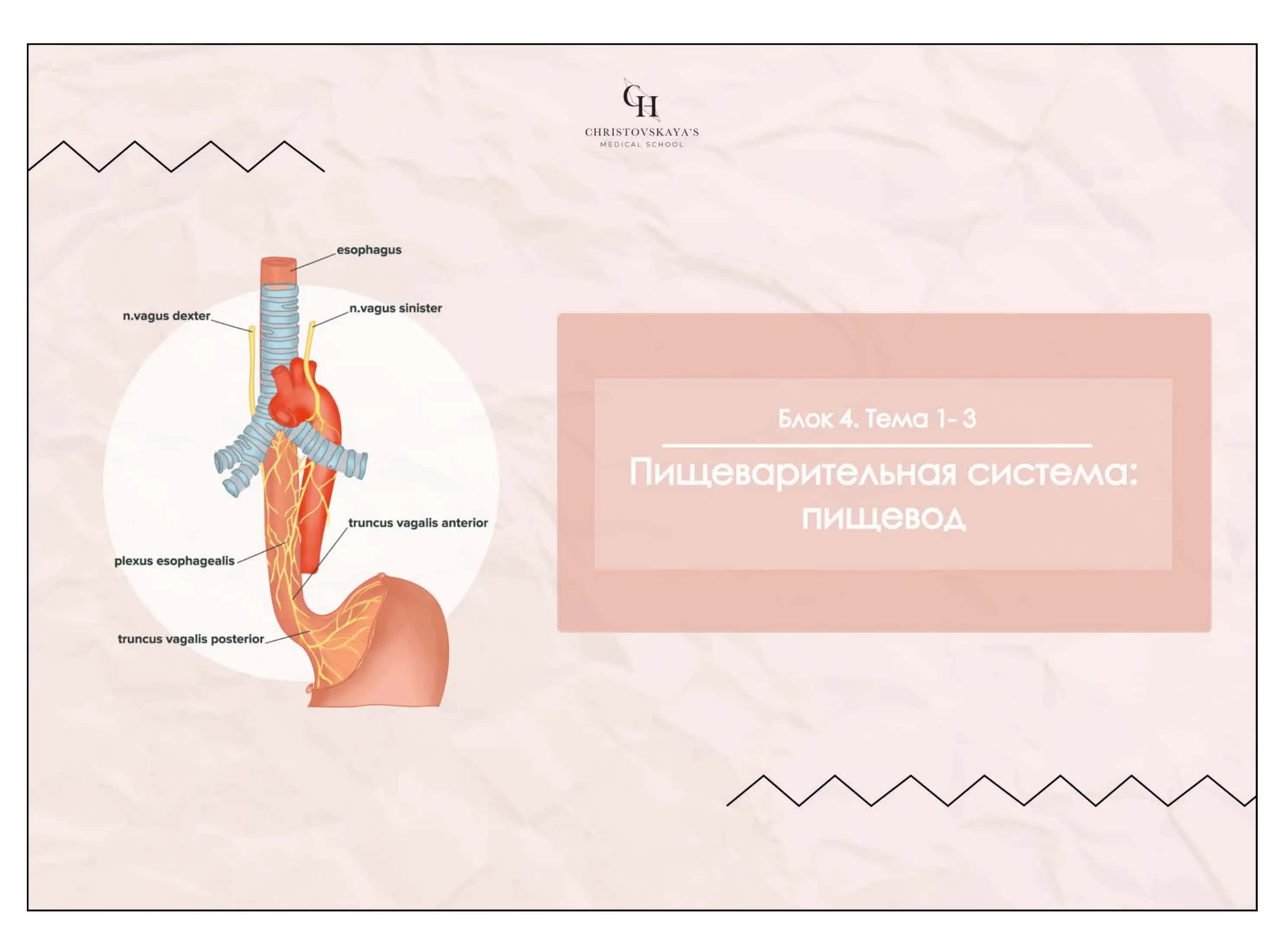Пищевод