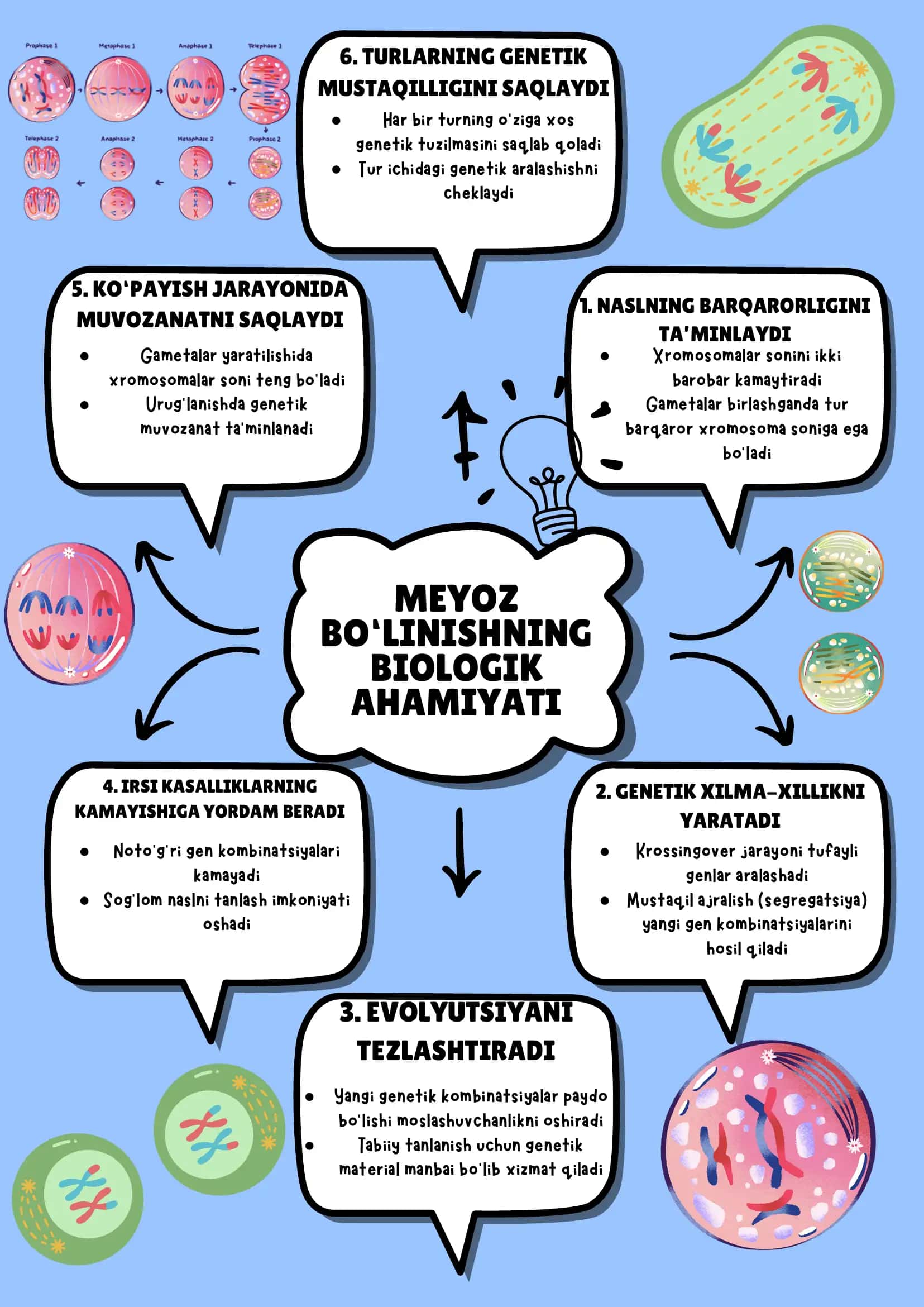 Meyoz bo‘linishning biologik ahamiyati