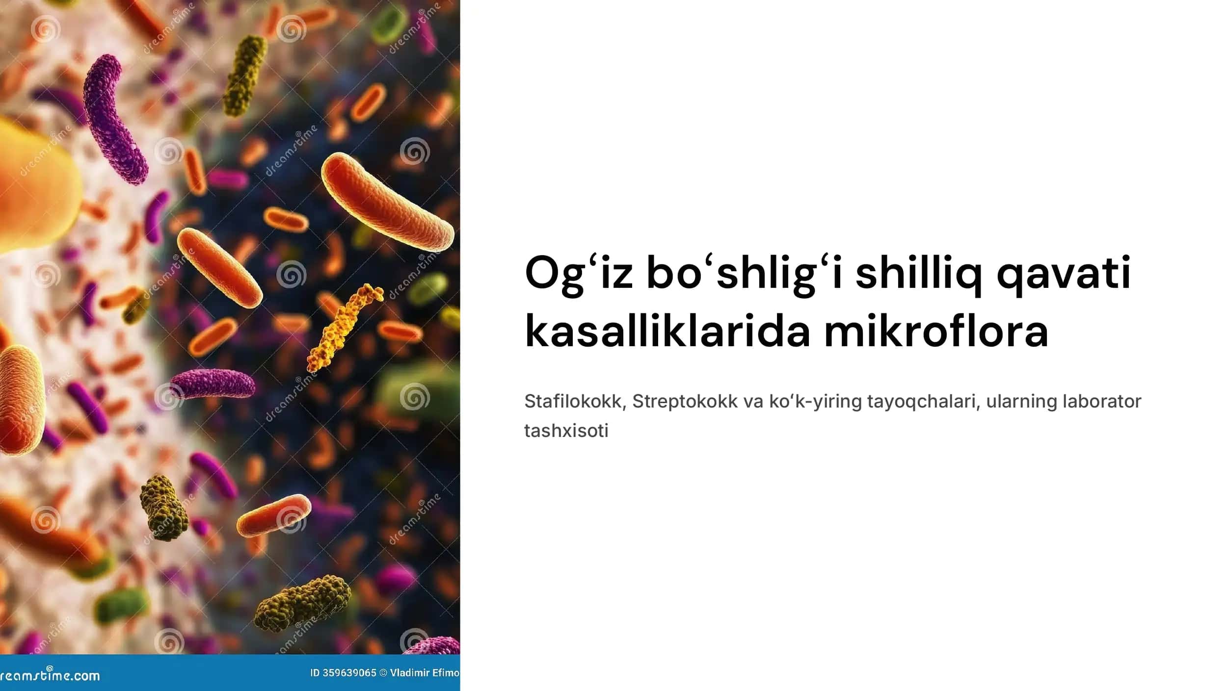 Ogʻiz boʻshligʻi shilliq qavati kasalliklarida mikroflora. Stafilokokk Streptokokk, va koʻk-yiring tayoqcha, ularning laborator tashxisoti