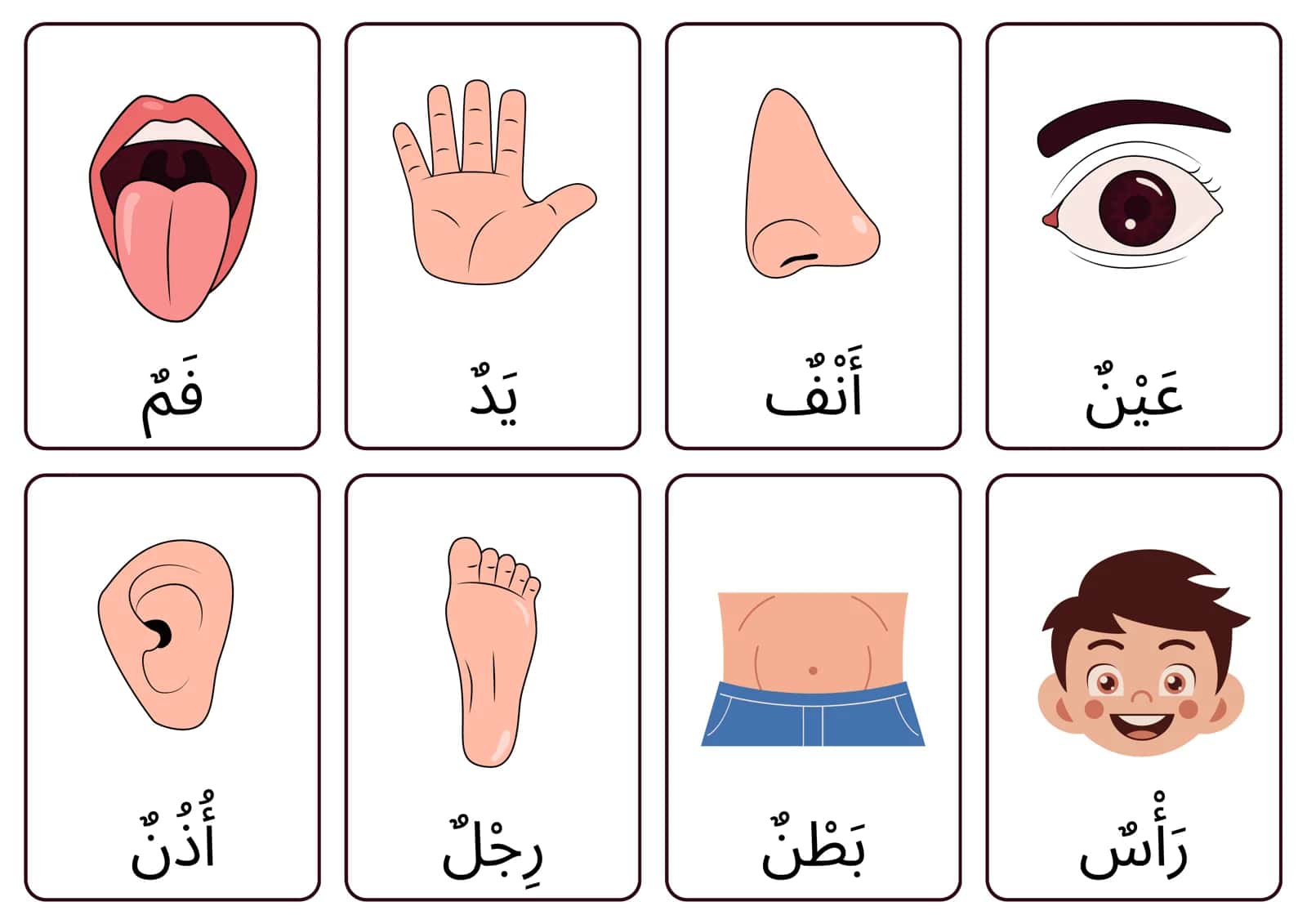 CARDS Arab tilida tana a'zolari