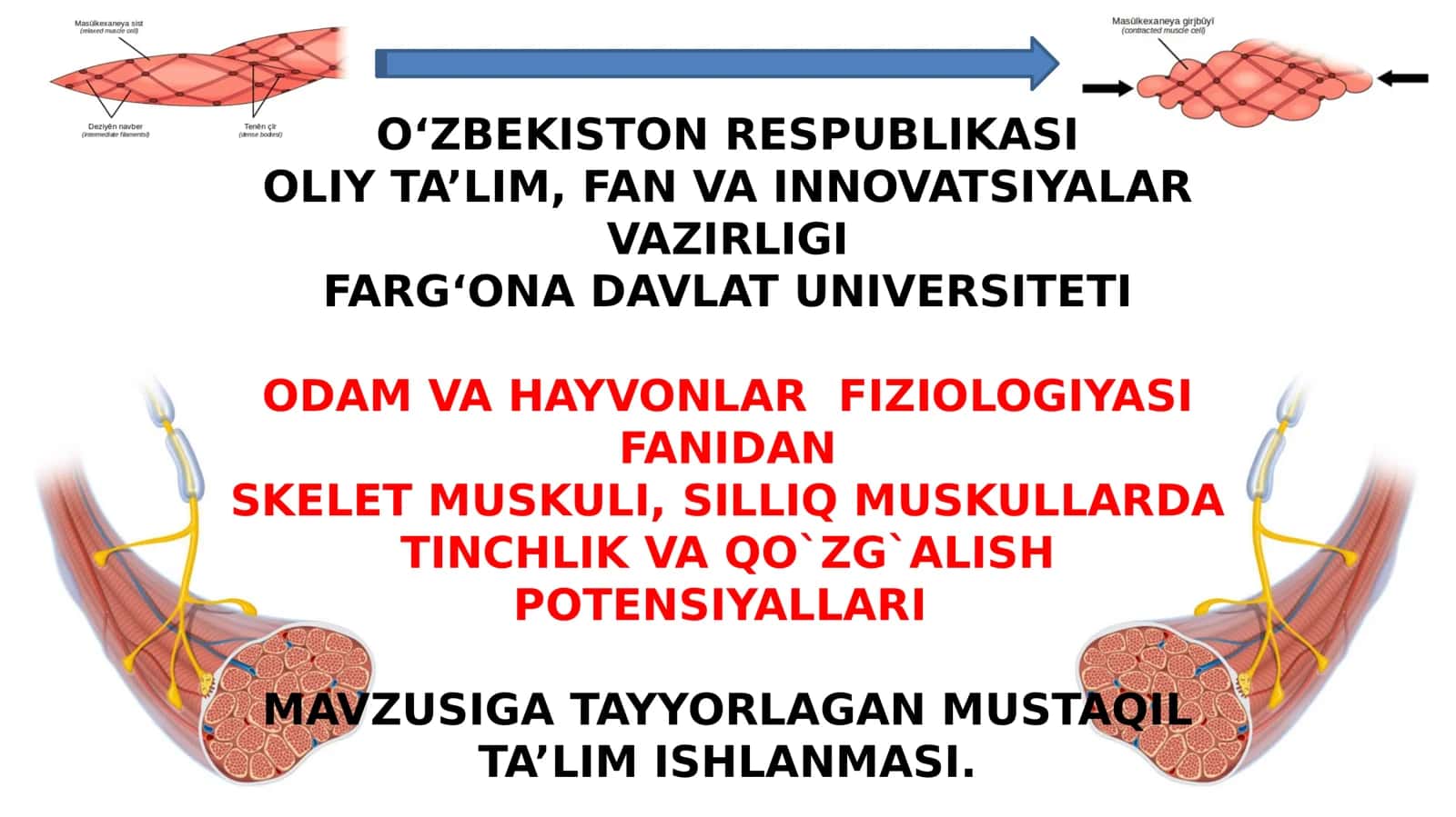 Skelet muskuli, Silliq muskullarda Tinchlik va qo`zg`alish potensiyallari