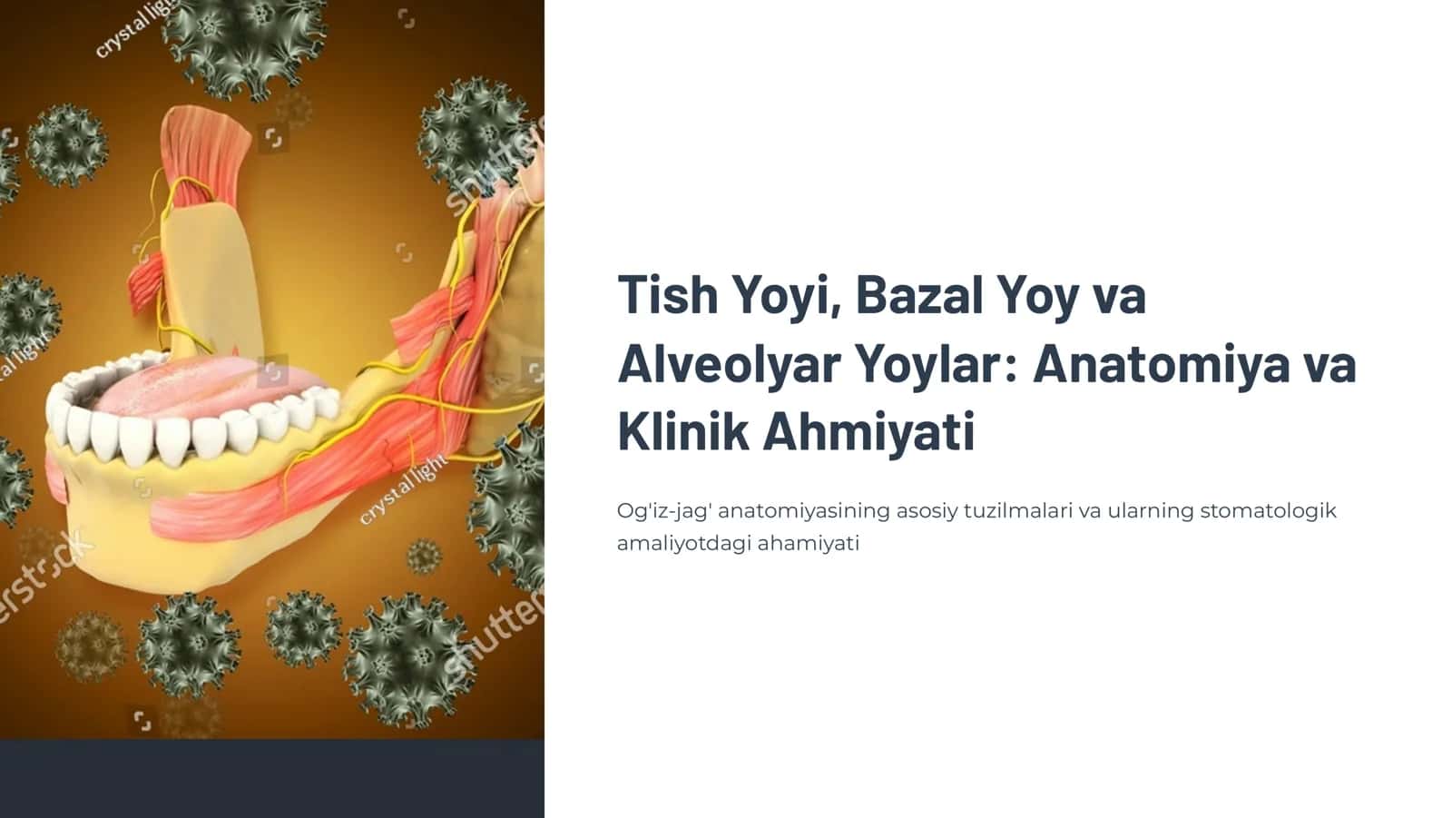 Tish yoyi, bazal yoy va alveolyar yoylar