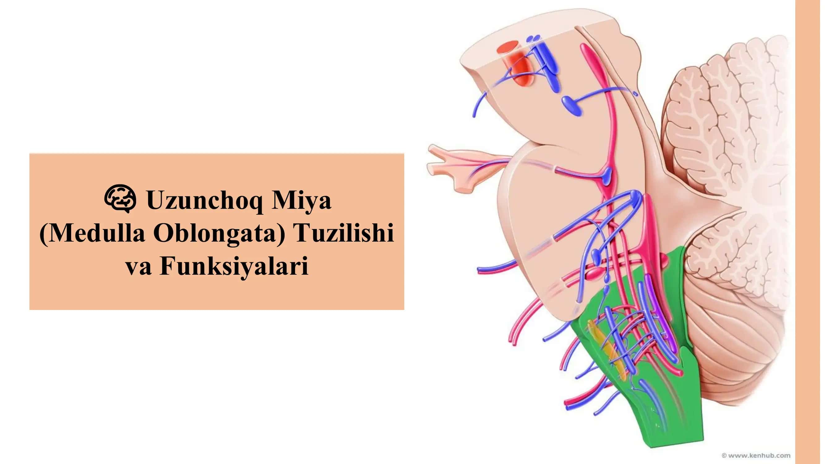 Uzunchoq Miya (Medulla Oblongata) Tuzilishi va Funksiyalari