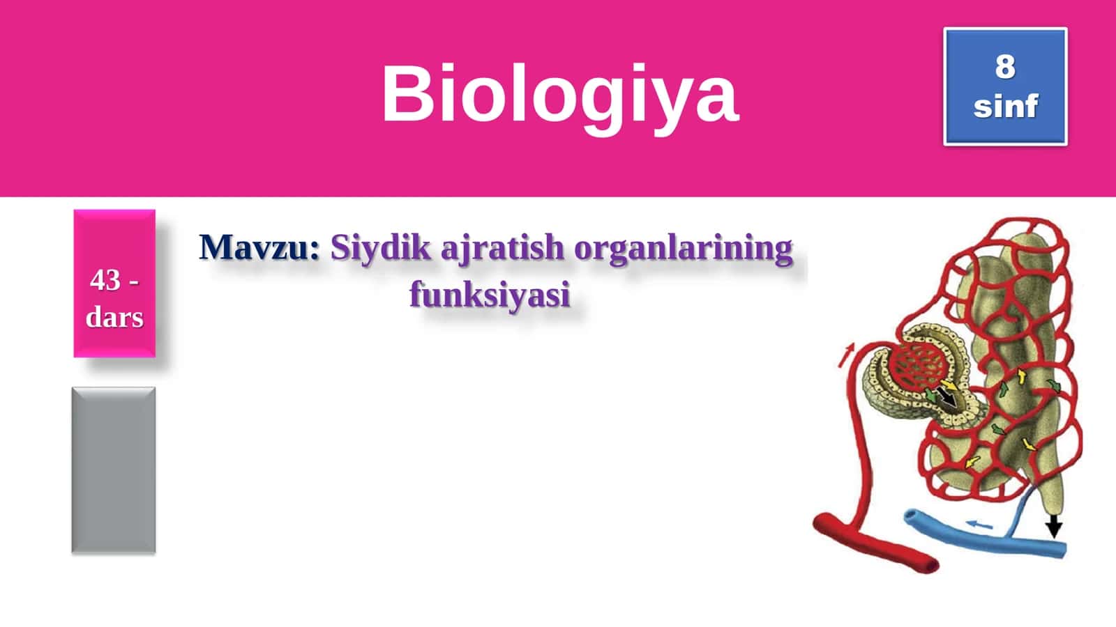 8-Sinf Biologiya: “Siydik Ajratish Organlarining Funksiyasi” Taqdimot