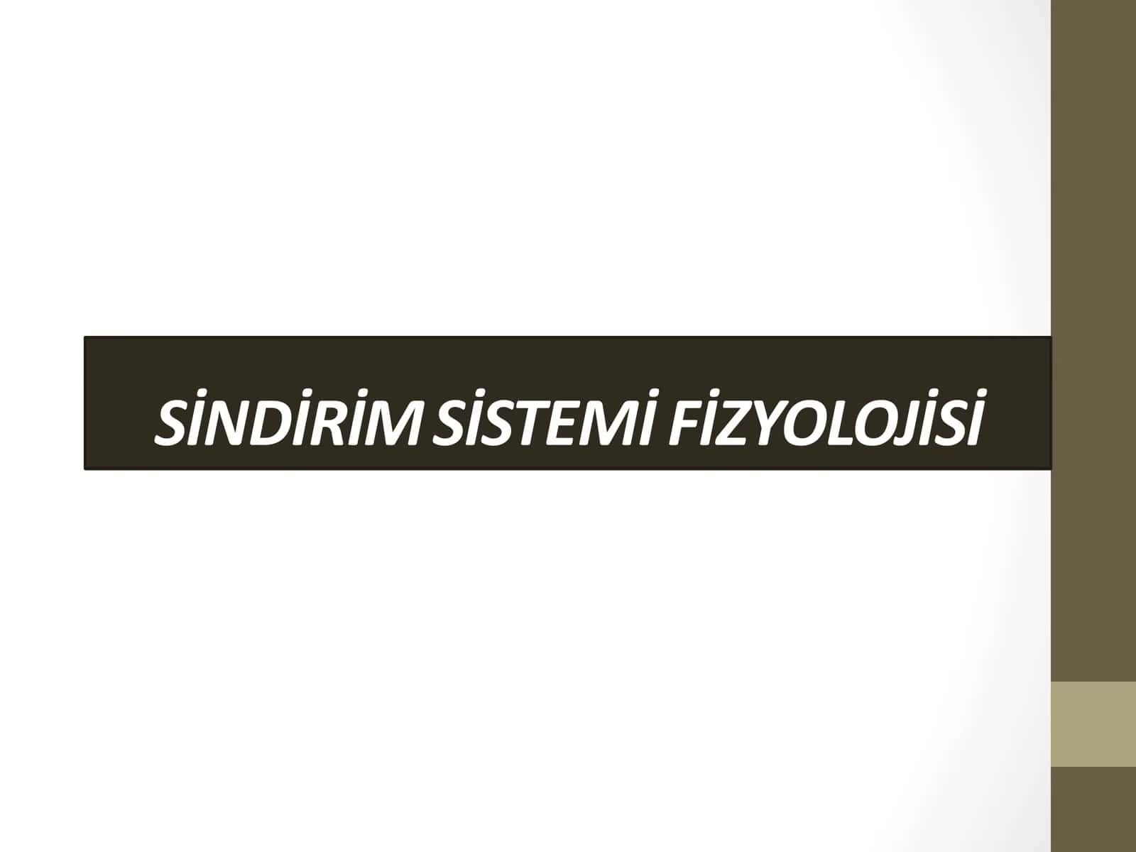 ovqat hazm qilish sistemasi