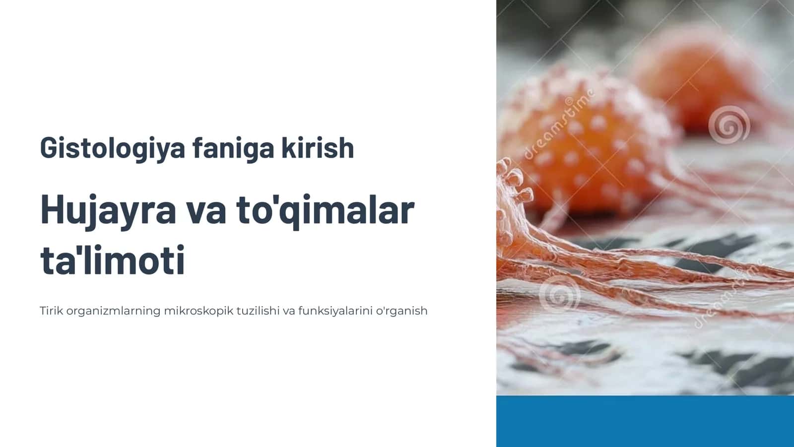Gistologiya faniga kirish. Hujayra haqidagi ta'limot.To'qimalar xaqidagi ta'limot. Epitеlеy to'qimasi