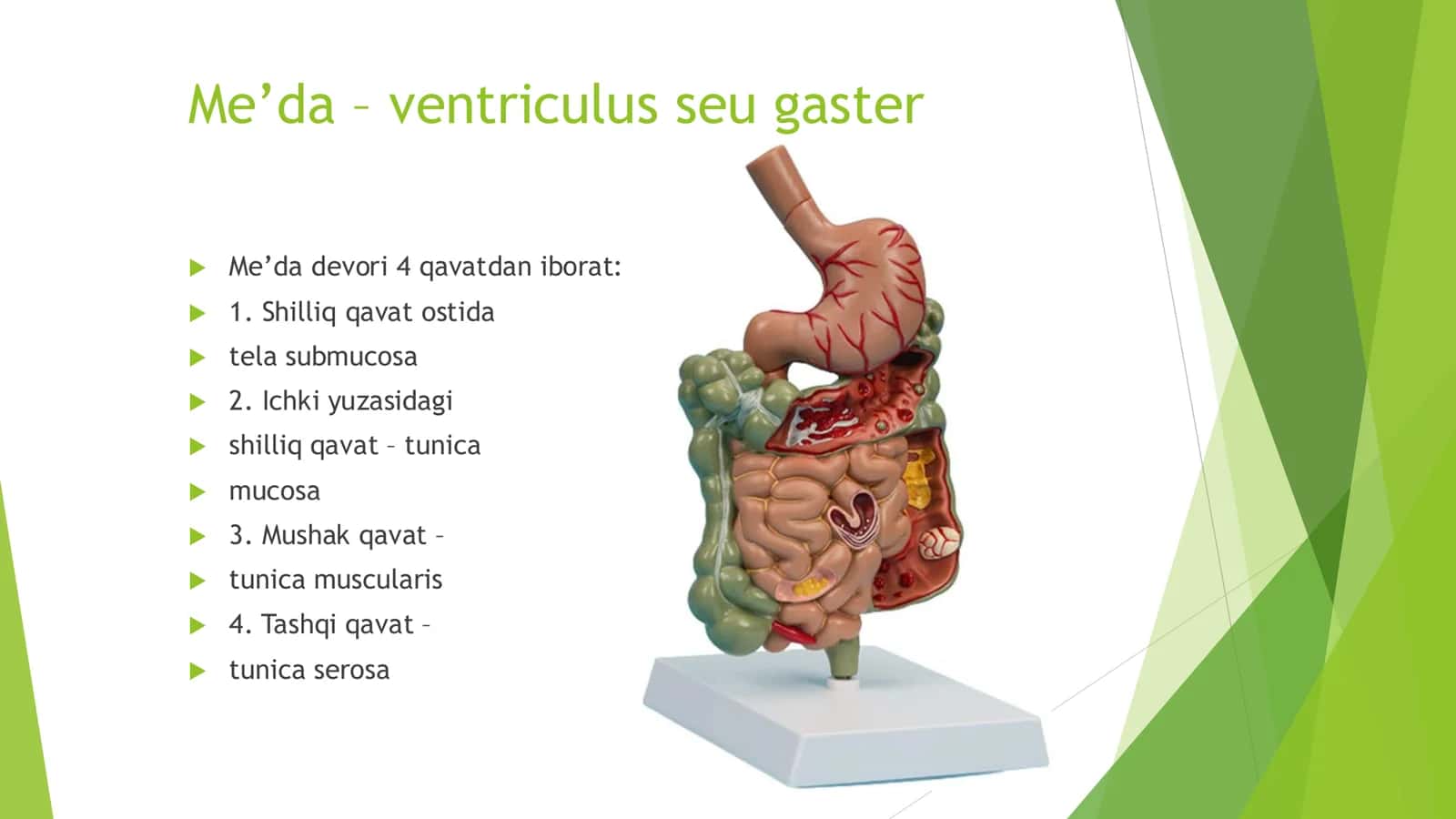 Me’da – ventriculus seu gaster