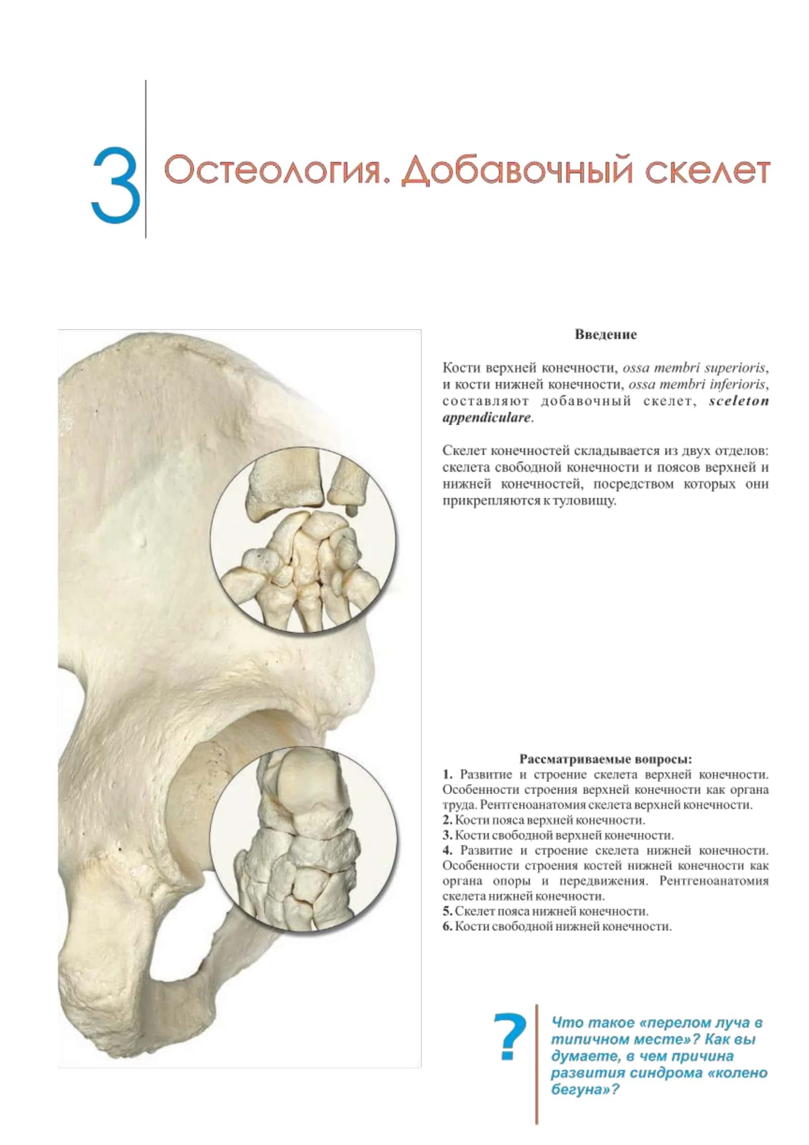 Раздел 3. Остеология. Добавочный скелет