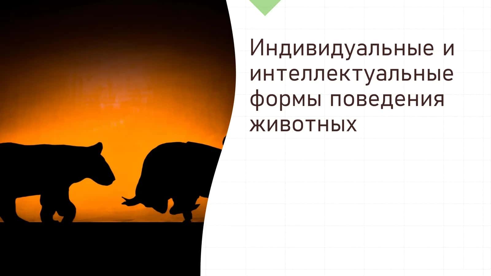 Индивидуальные и интеллектуальные формы поведения животных