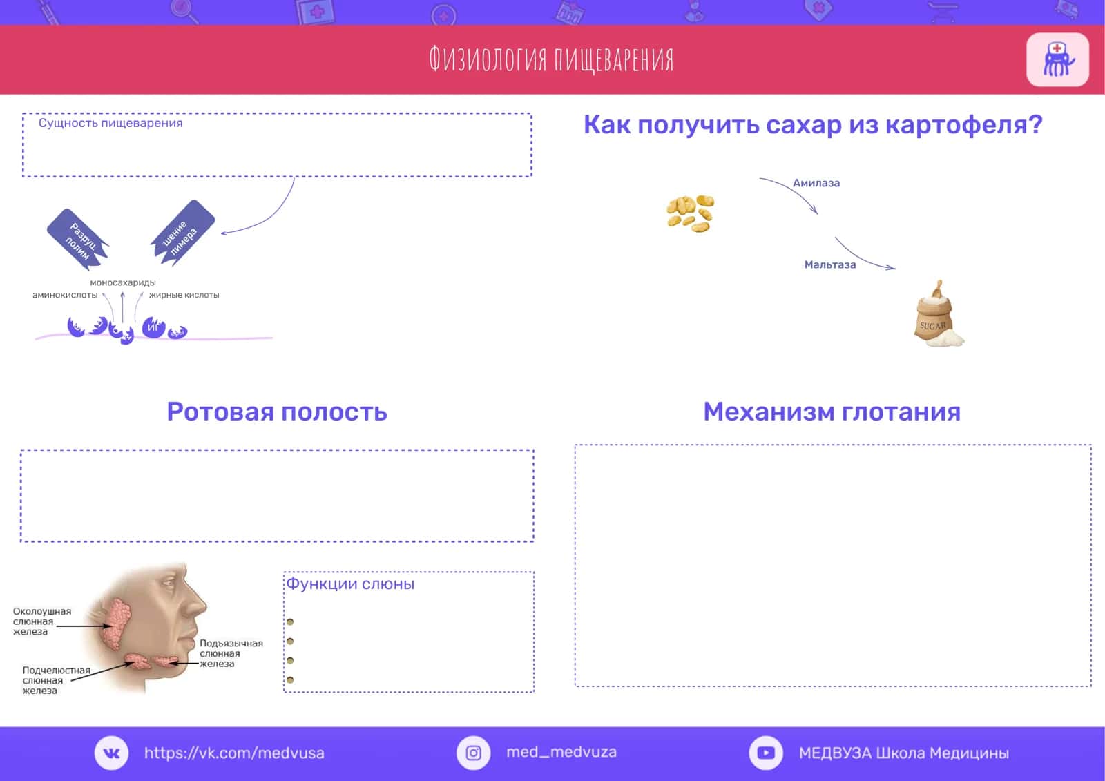 Физиология пищеварения