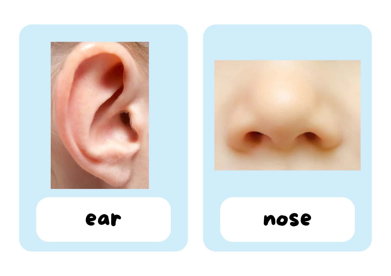 Body Parts Flashcards| Ta’na a’zolari Montessori kartochkalar