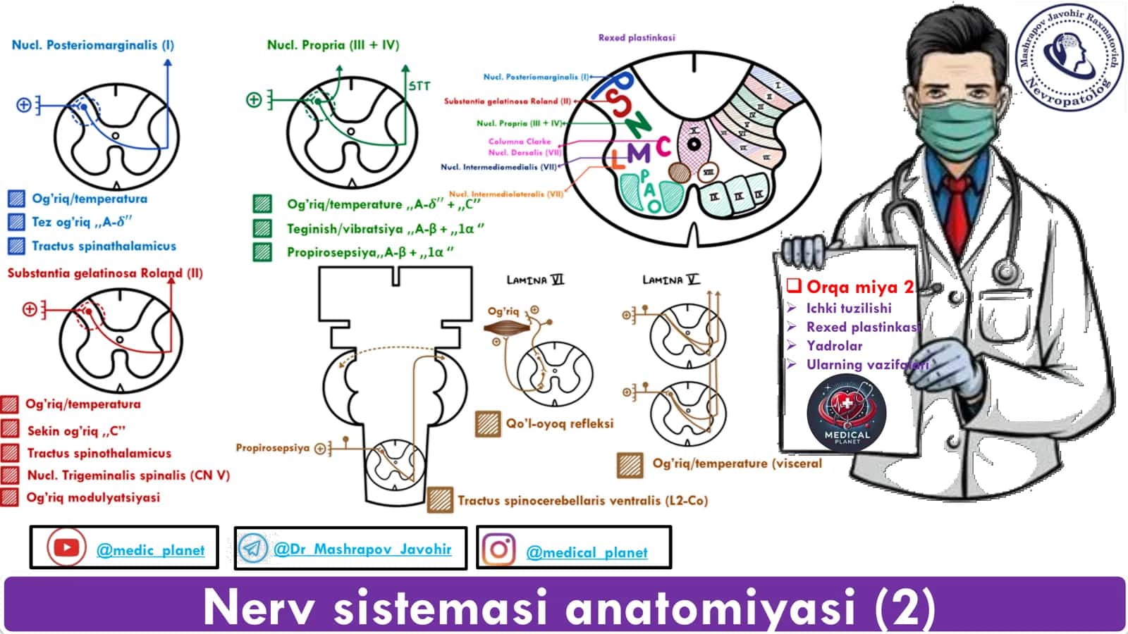 Nerv sistemasi anatomiyasi