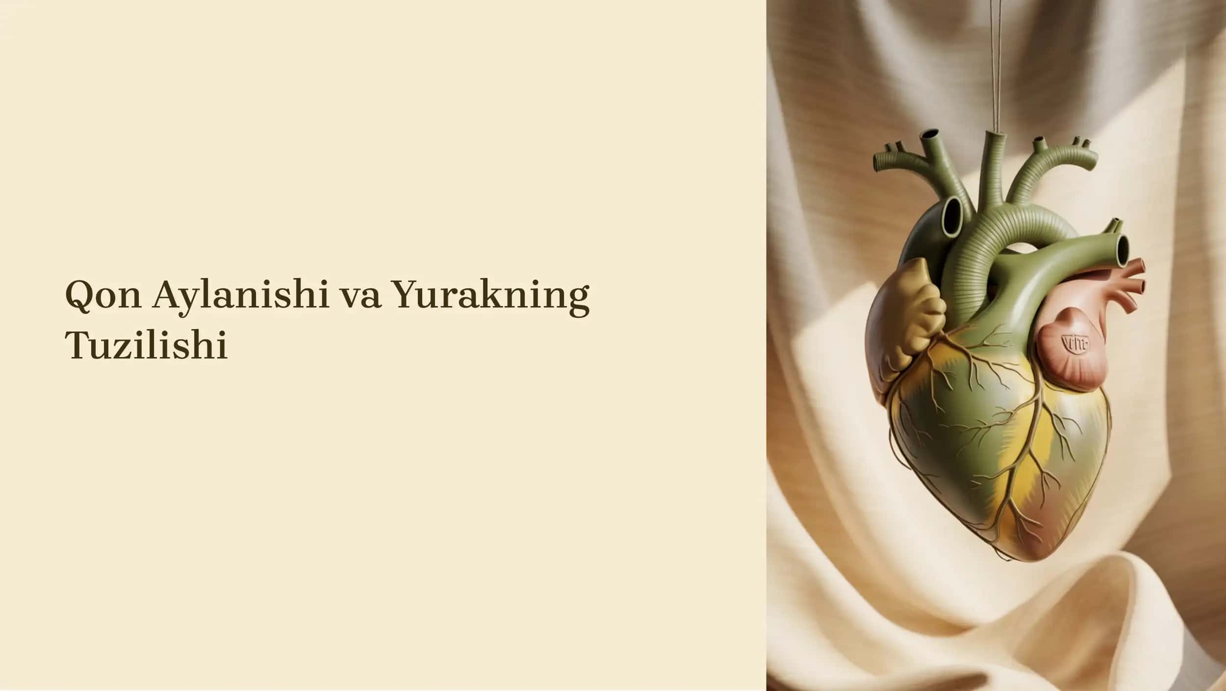 Qon Aylanishi va Yurakning Tuzilishi