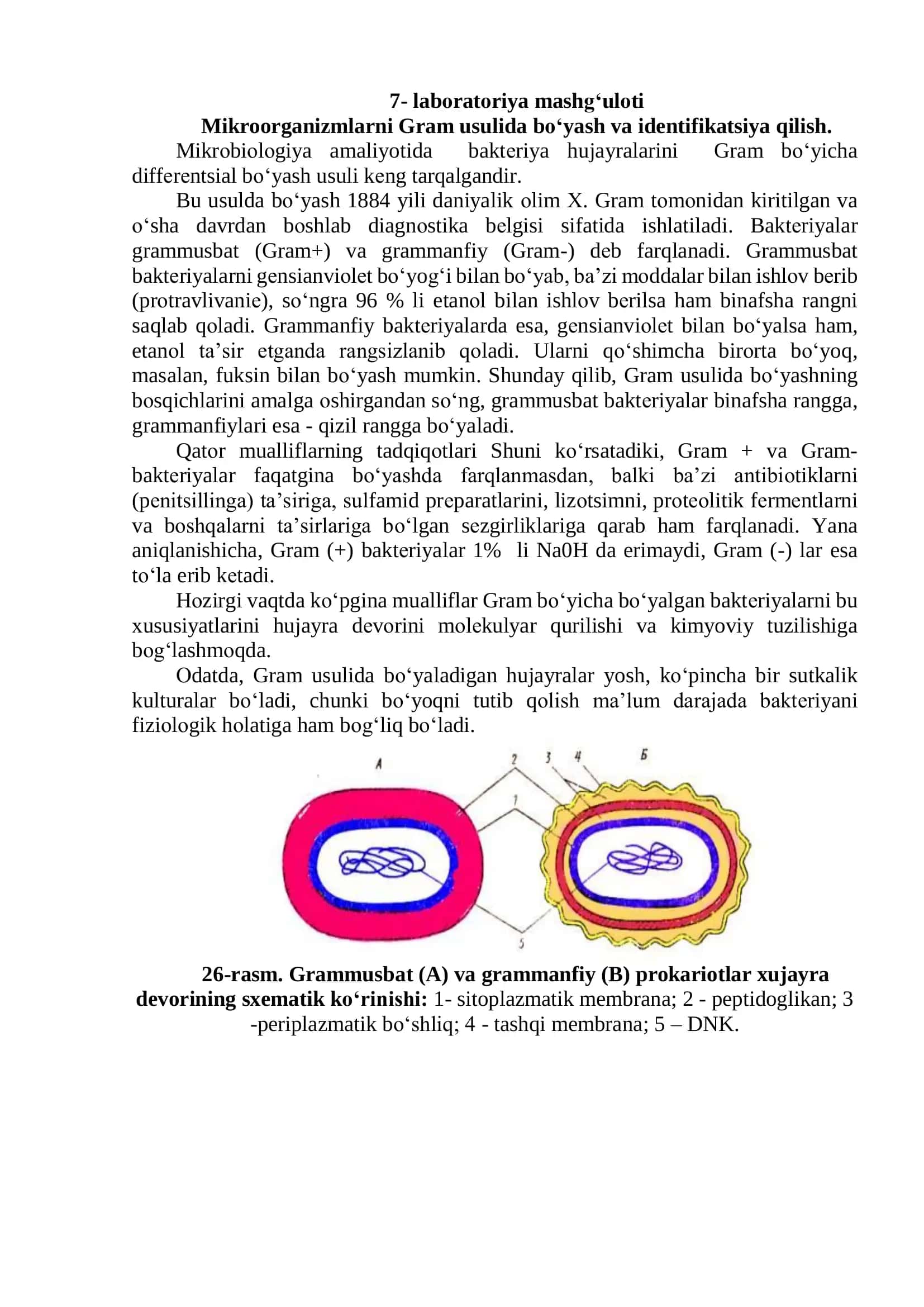 Mikroorganizmlarni Gram usulida boʻyash va identifikatsiya qilish