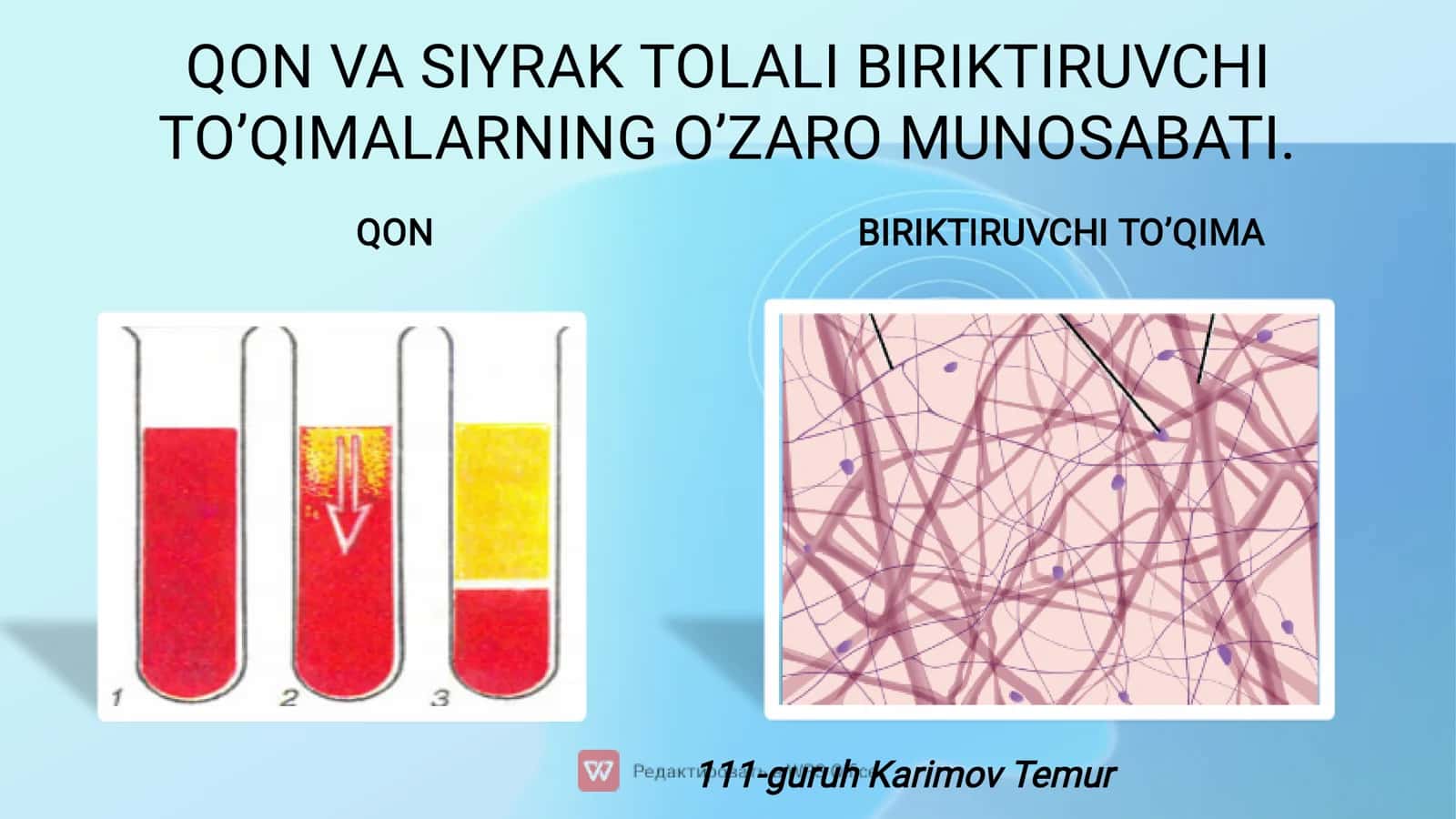 Qon va siyrak tolali biriktiruvchi toʻqima