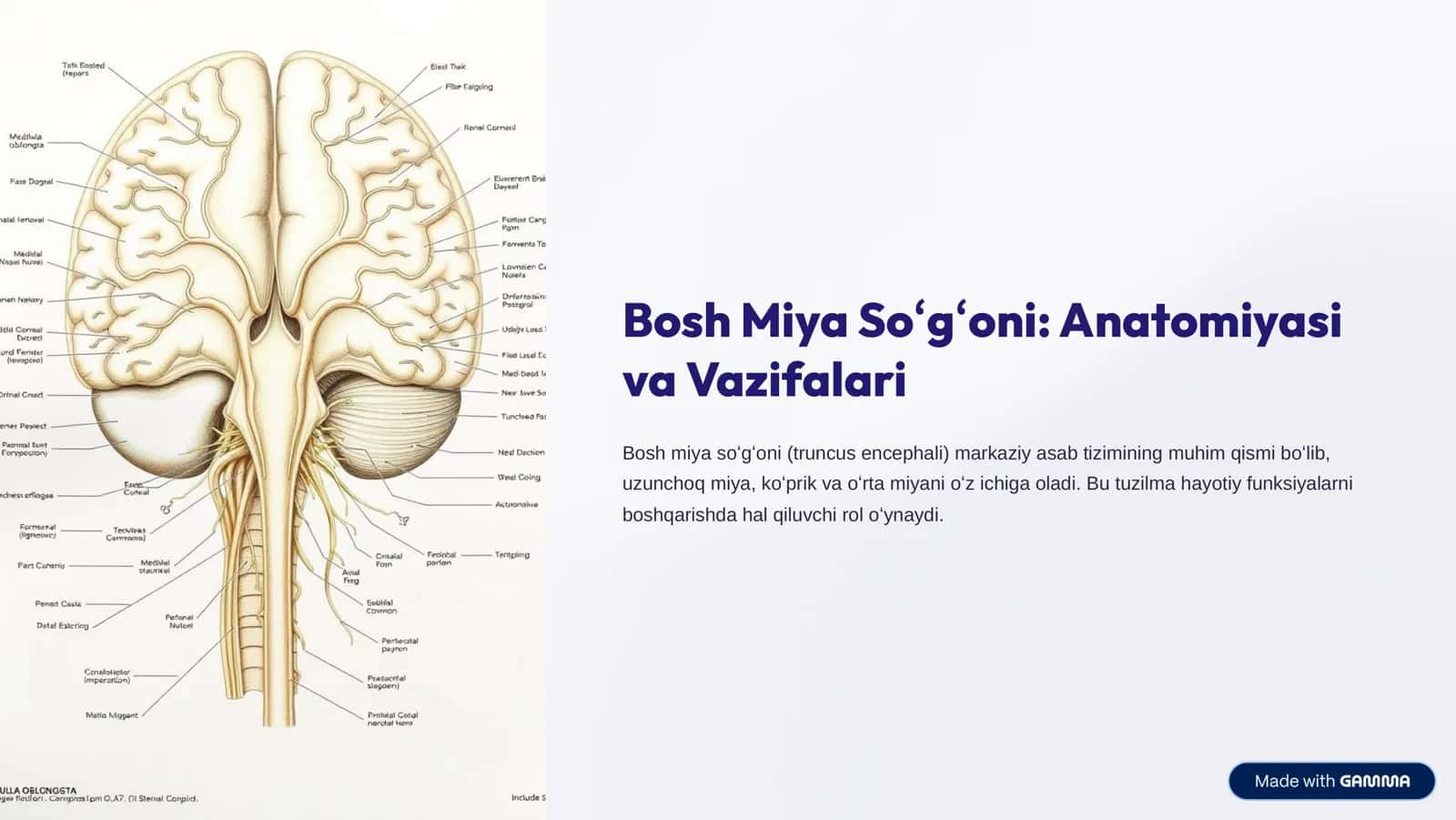 Bosh Miya So»g»oni: Anatomiyasi va Vazifalari