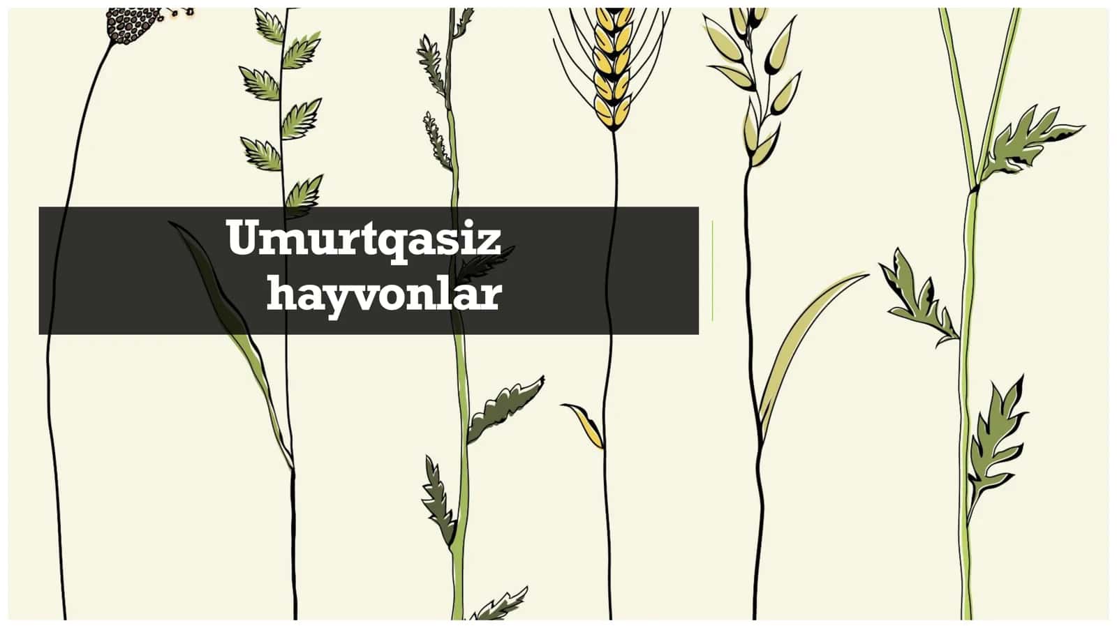 Umurtqasiz hayvonlar
