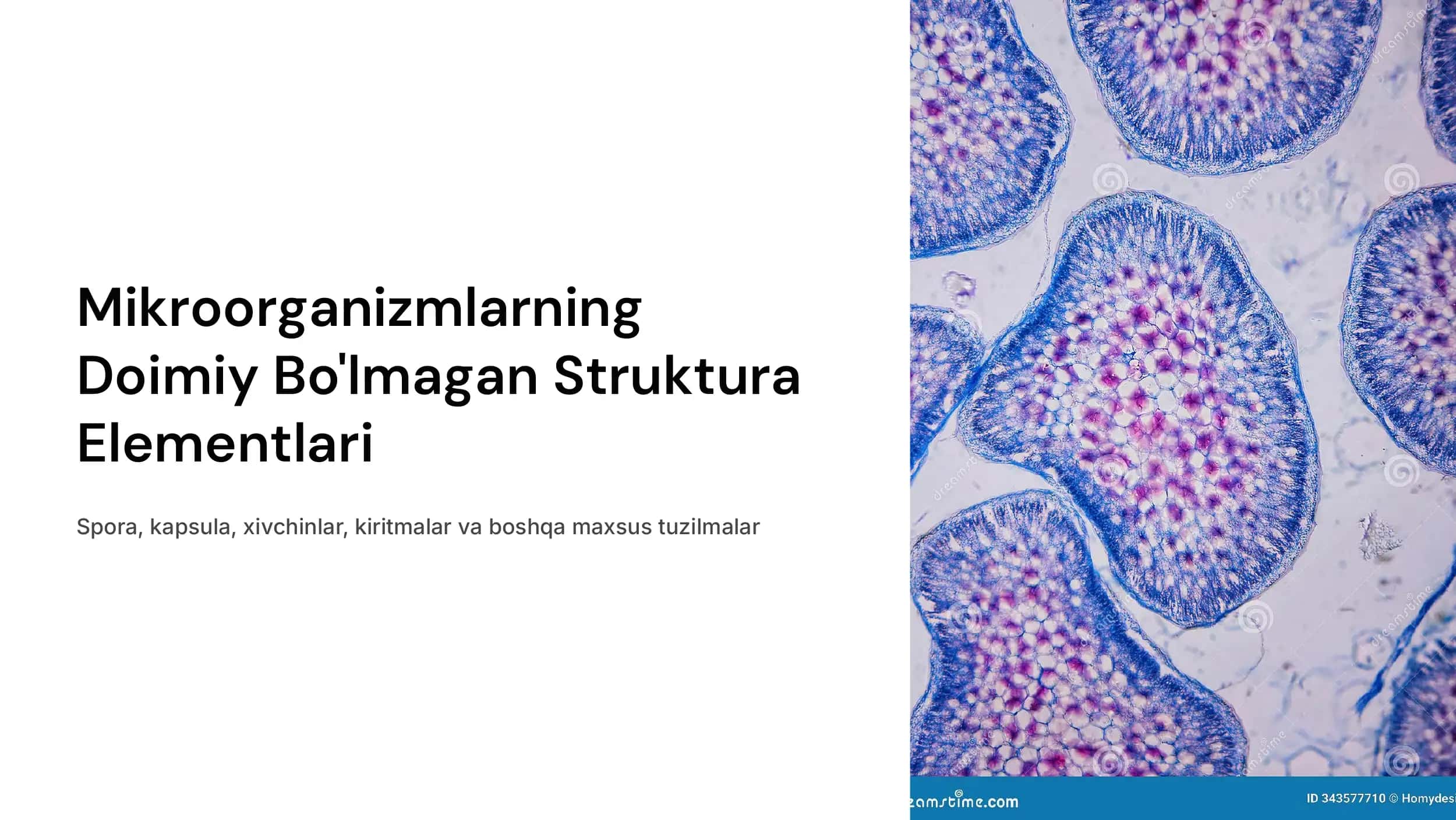 Mikroorganizmlarni doimiy boʻlmagan struktura elementlari:spora, kapsula, xivchinlar, kiritmalar va boshq.