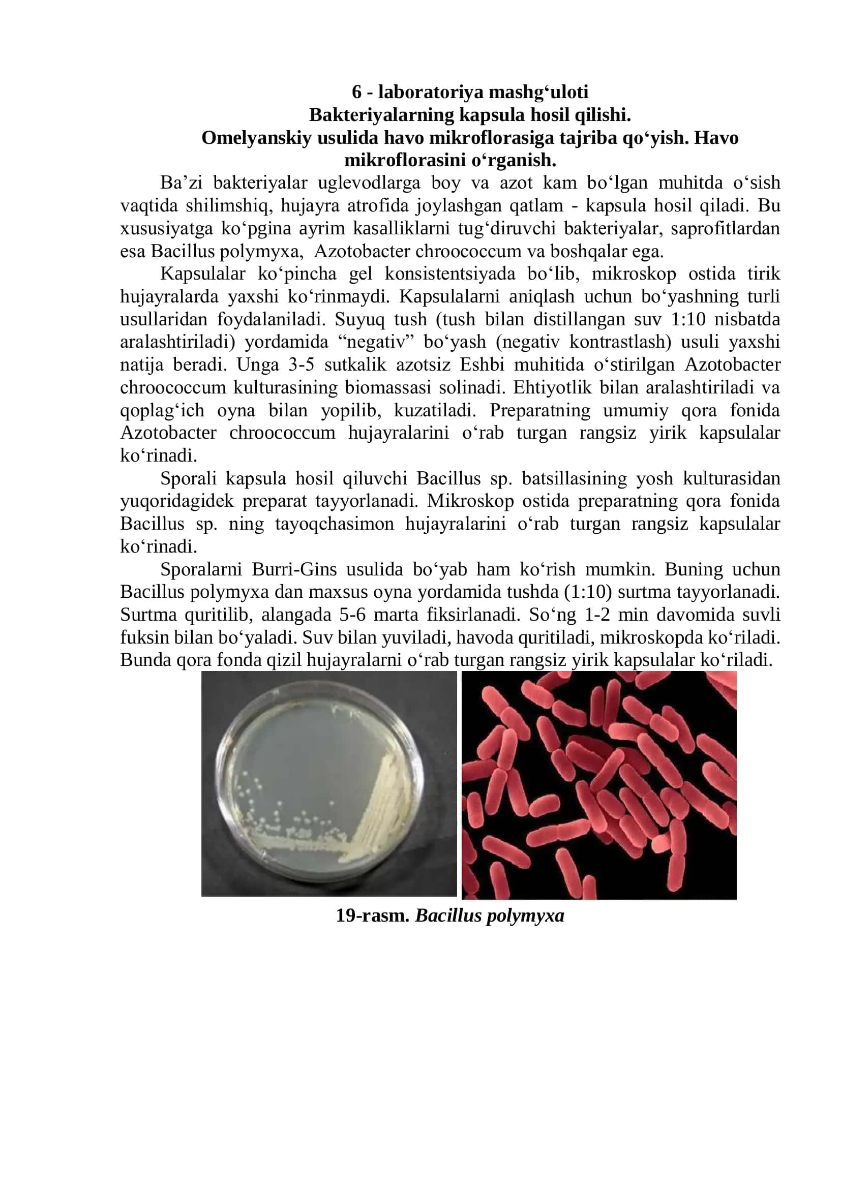 Baktеriyalarning kapsula hosil qilishi