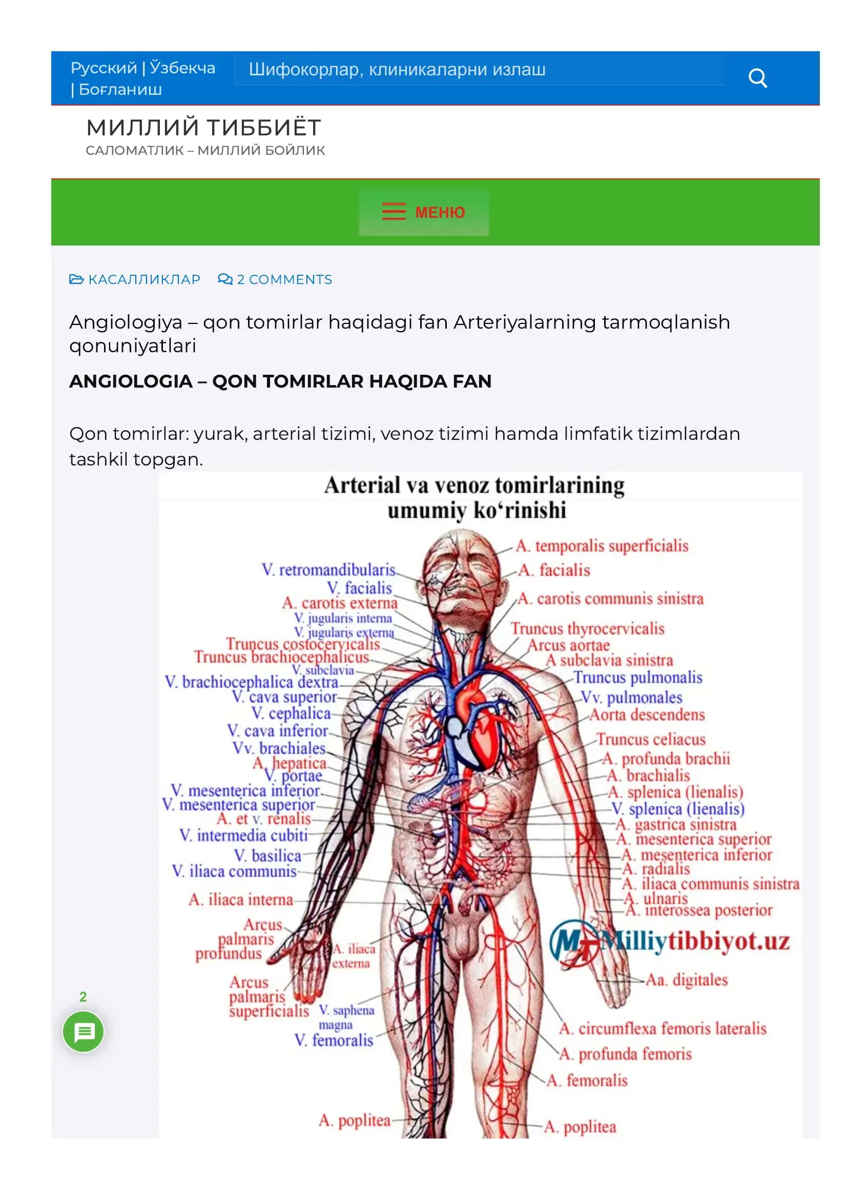 Angiologiya – qon tomirlar haqidagi fan Arteriyalarning tarmoqlanish qonuniyatlari