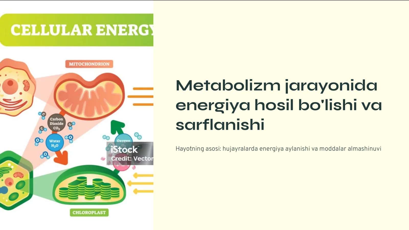 Metabolizm jarayonida energiya hosil bo'lishi va sarflanishi
