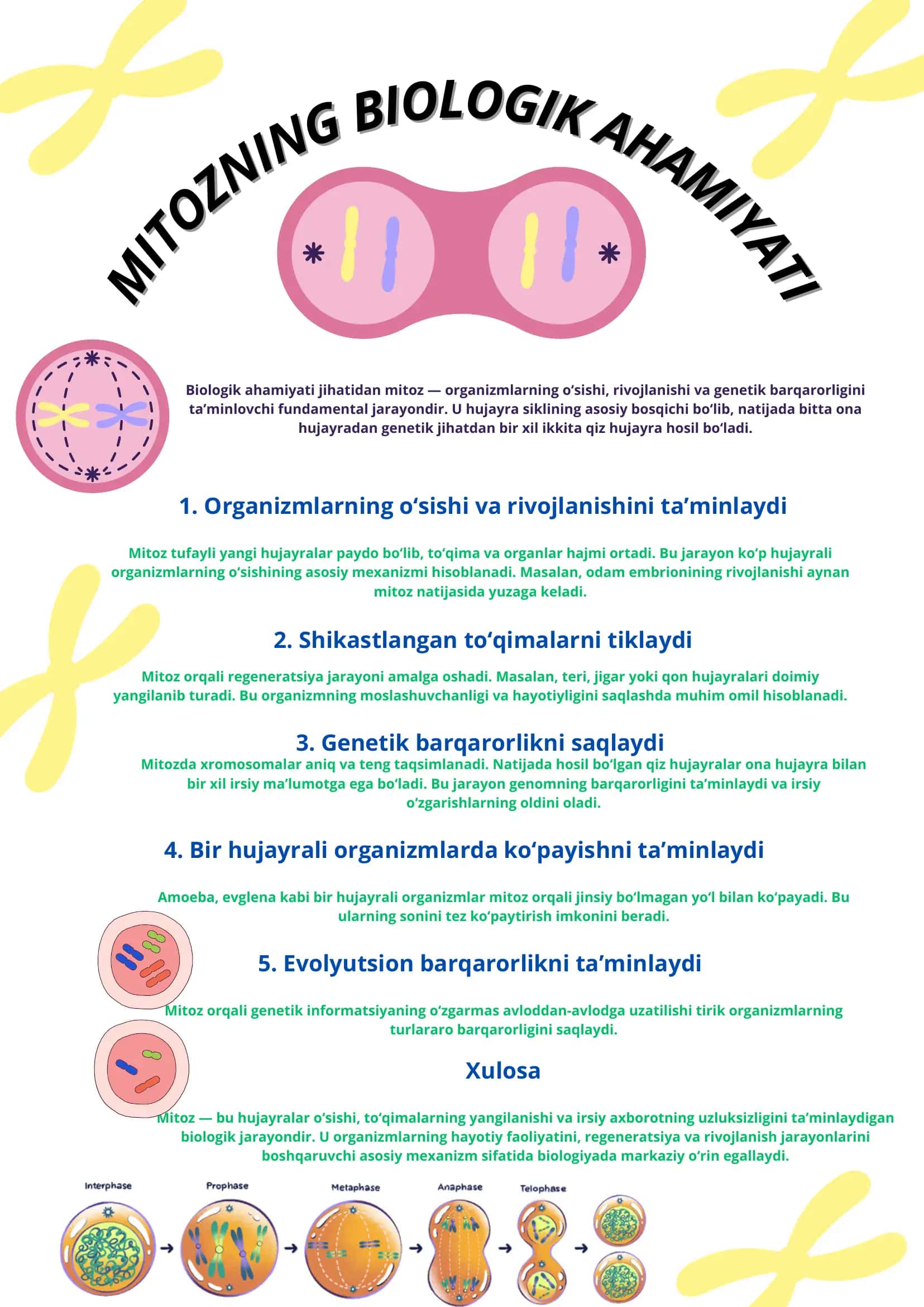 Mitozning biologik ahamiyati