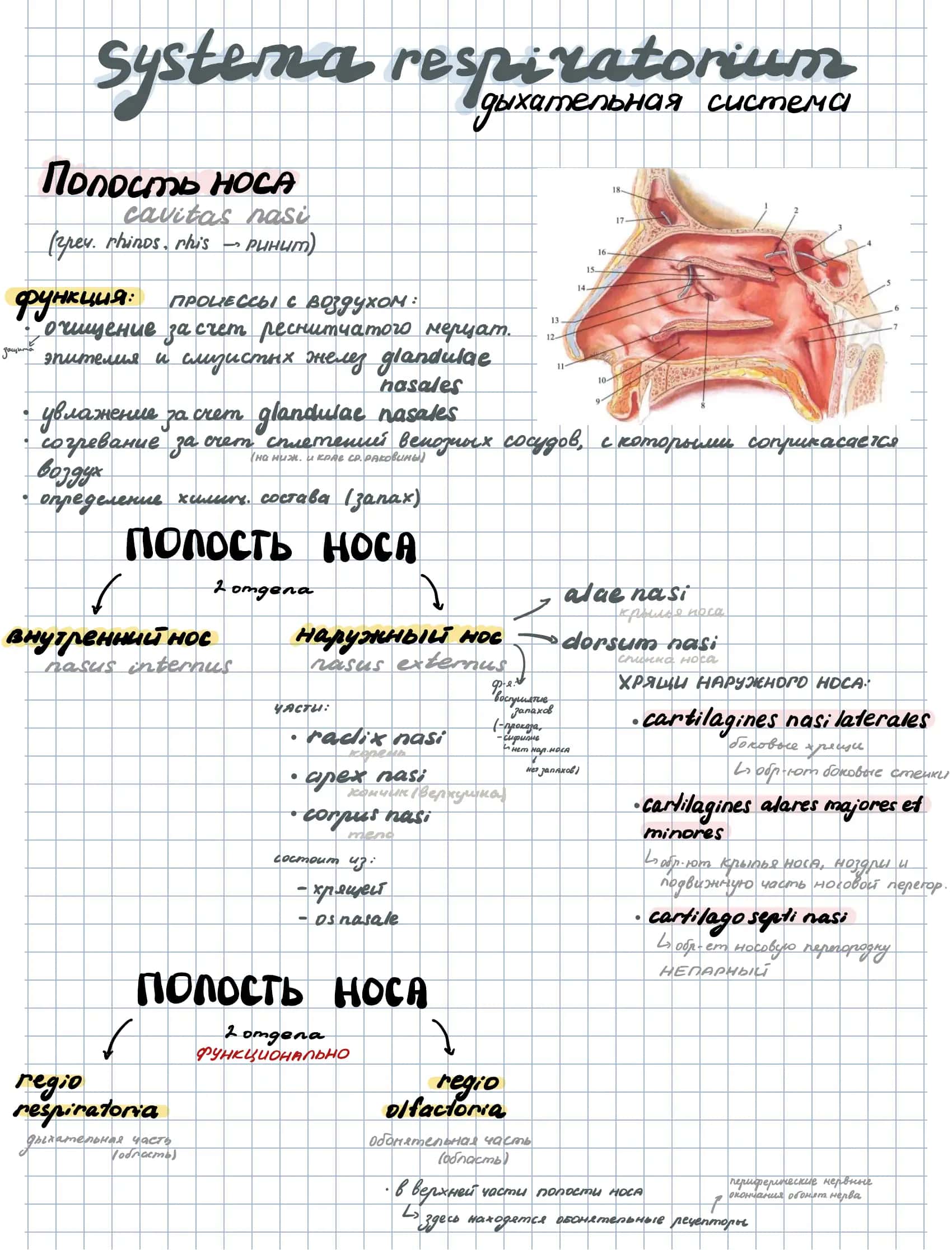 Ринит
