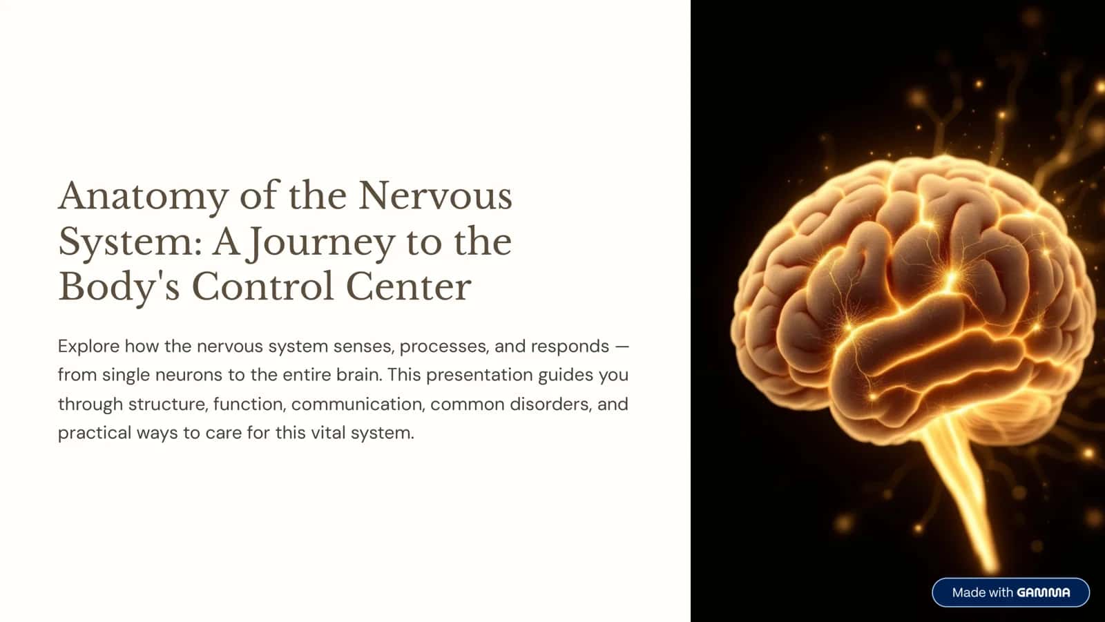 Anatomy of the Nervous System: A Journey to the Body's Control Center