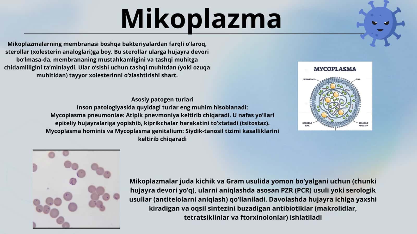 Mycoplasma turlari