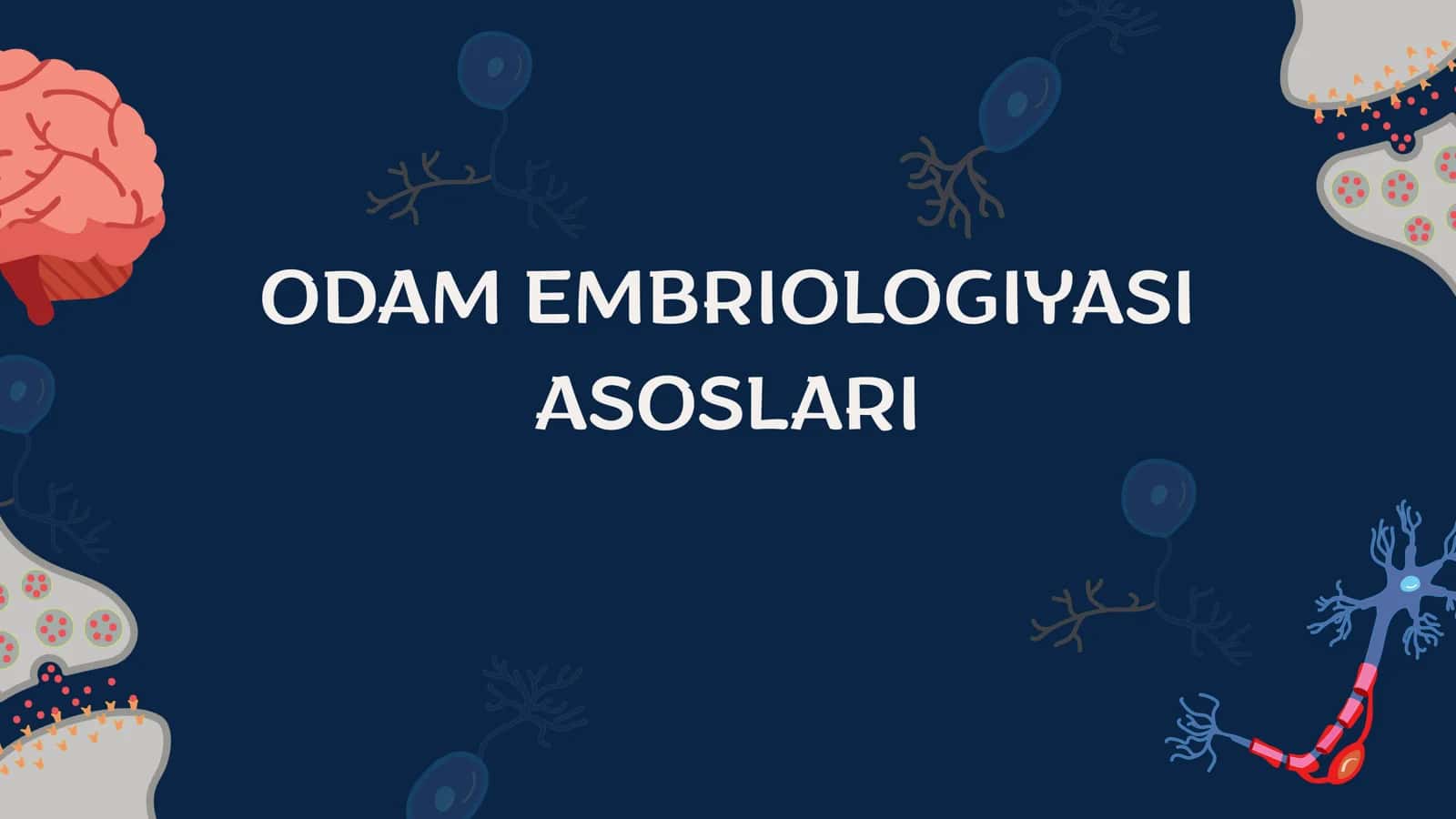 Odam Embriologiyasi