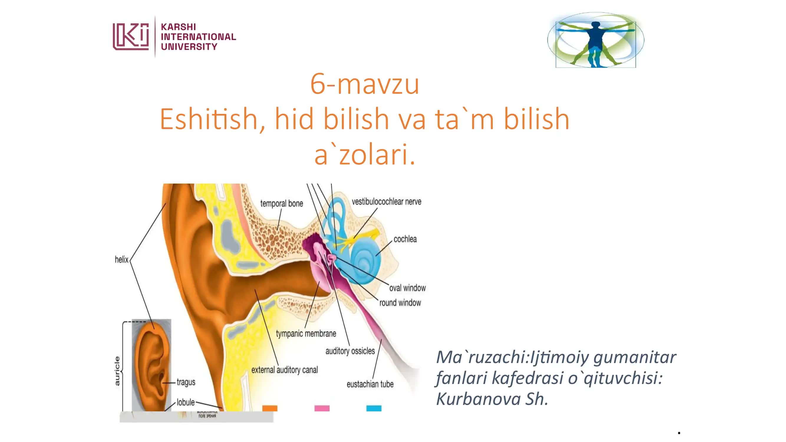 Eshitish, hid bilish va ta`m bilish a`zolari