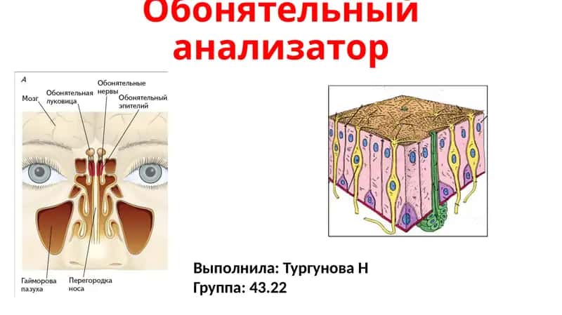 Обонятельный анализатор