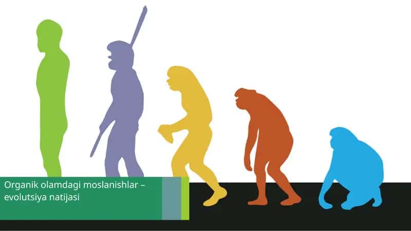 Organik olam dagi moslanishlar – evolutsiya natijasi
