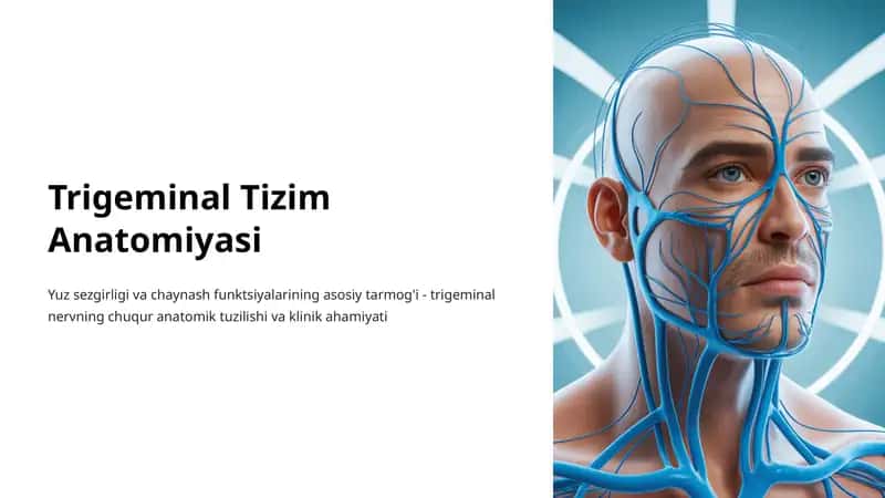 Trigeminal Tizim Anatomiyasi