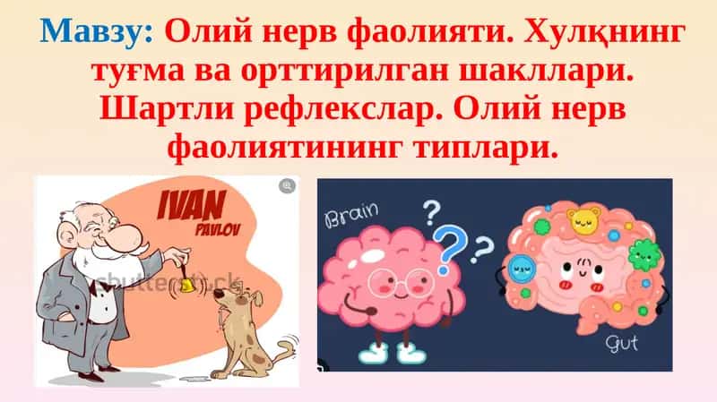 Олий нерв фаолияти