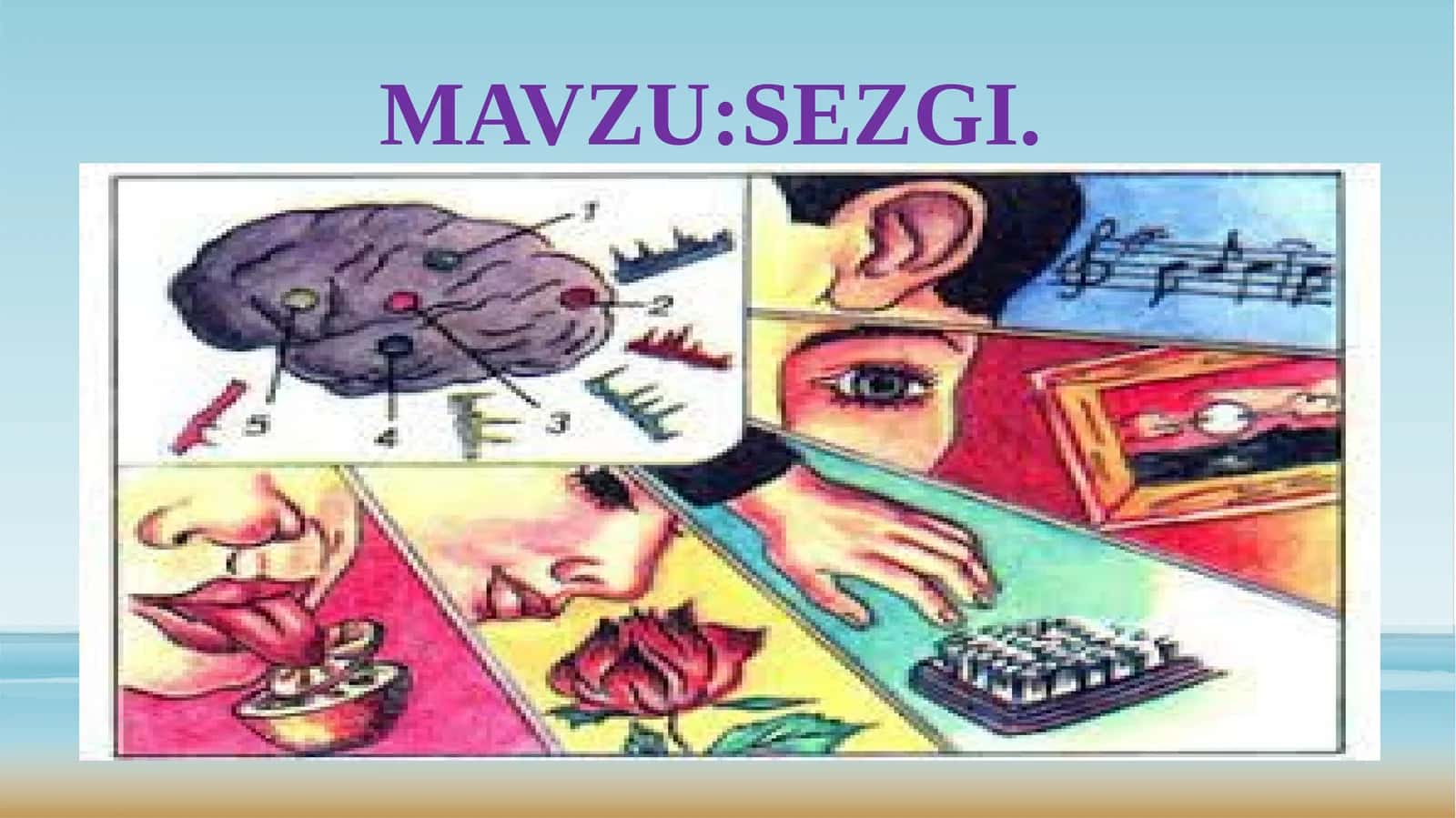 Sezgilarning nerv-fiziologik asoslari