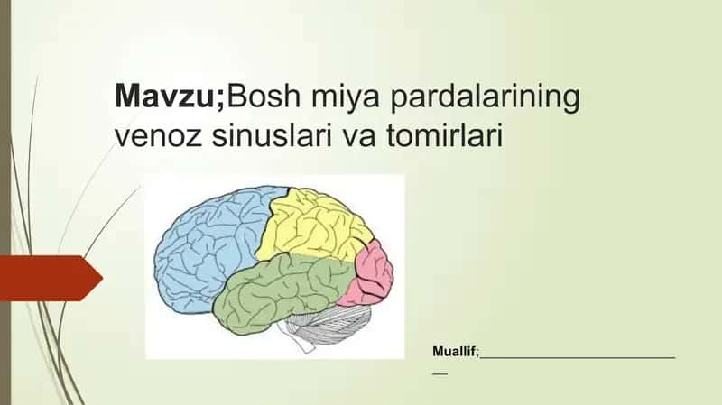 Boshmiyapardalariningvenozsinuslari va tomirlari