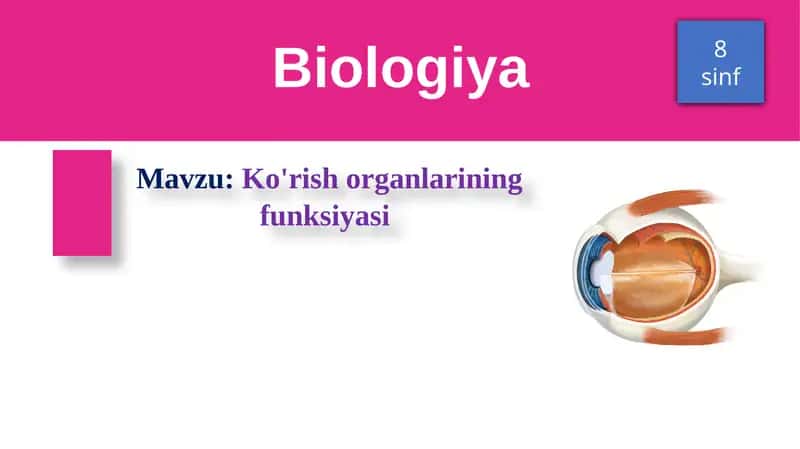 Ko'rish organlarining funksiyasi