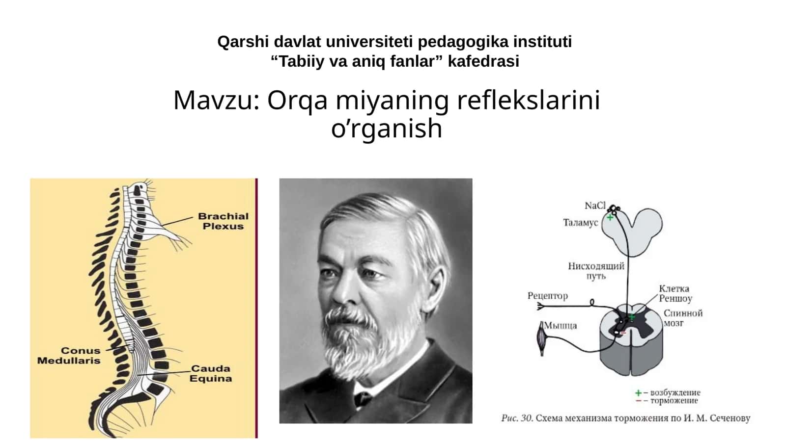 Orqa miyaning reflekslarini o’rganish