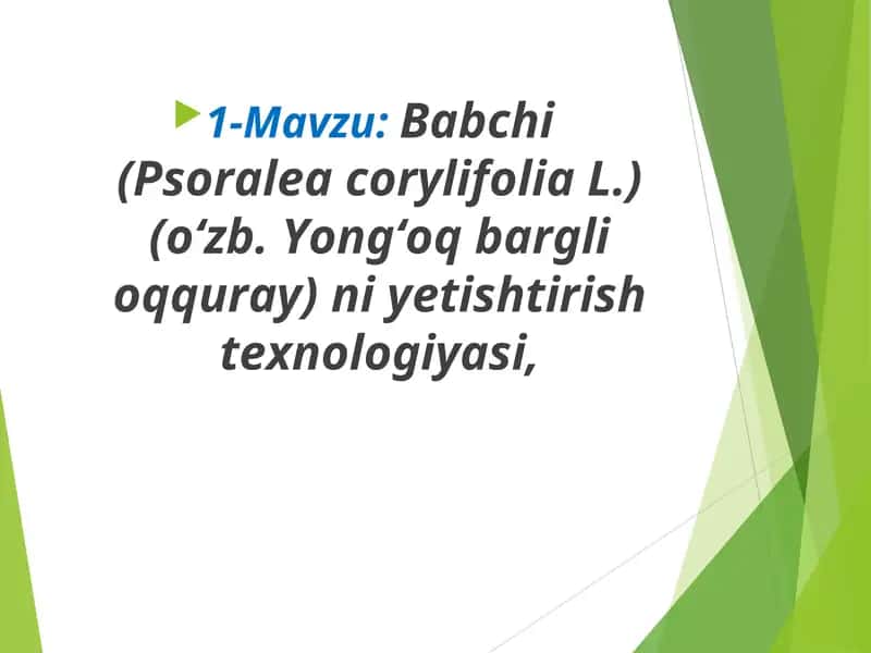 Babchi (Psoralea corylifolia L.)