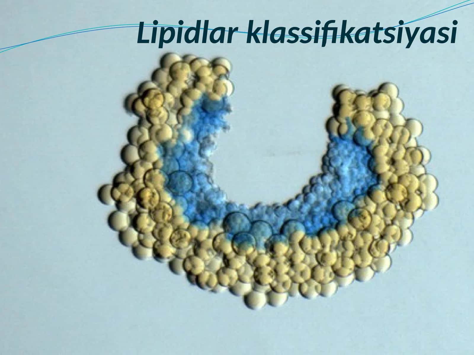 Lipidlarklassifikatsiyasi