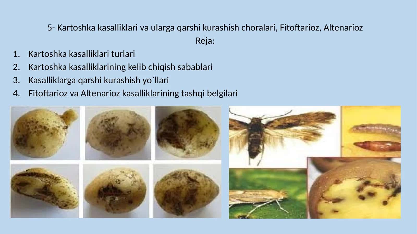 Kartoshka kasalliklari va ularga qarshi kurashish choralari, Fitoftarioz, Altenarioz